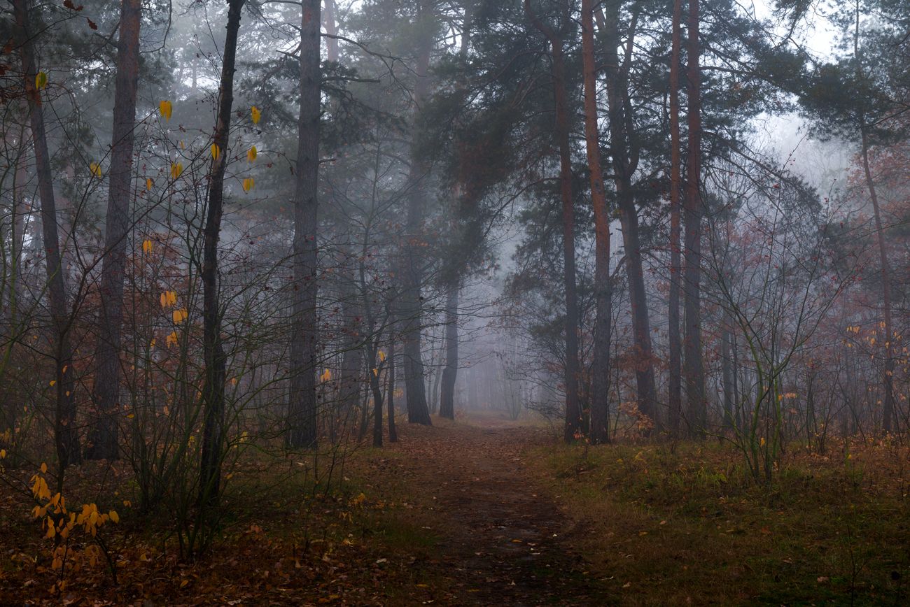 осень ноябрь туман сырость холод, Галанзовская Оксана