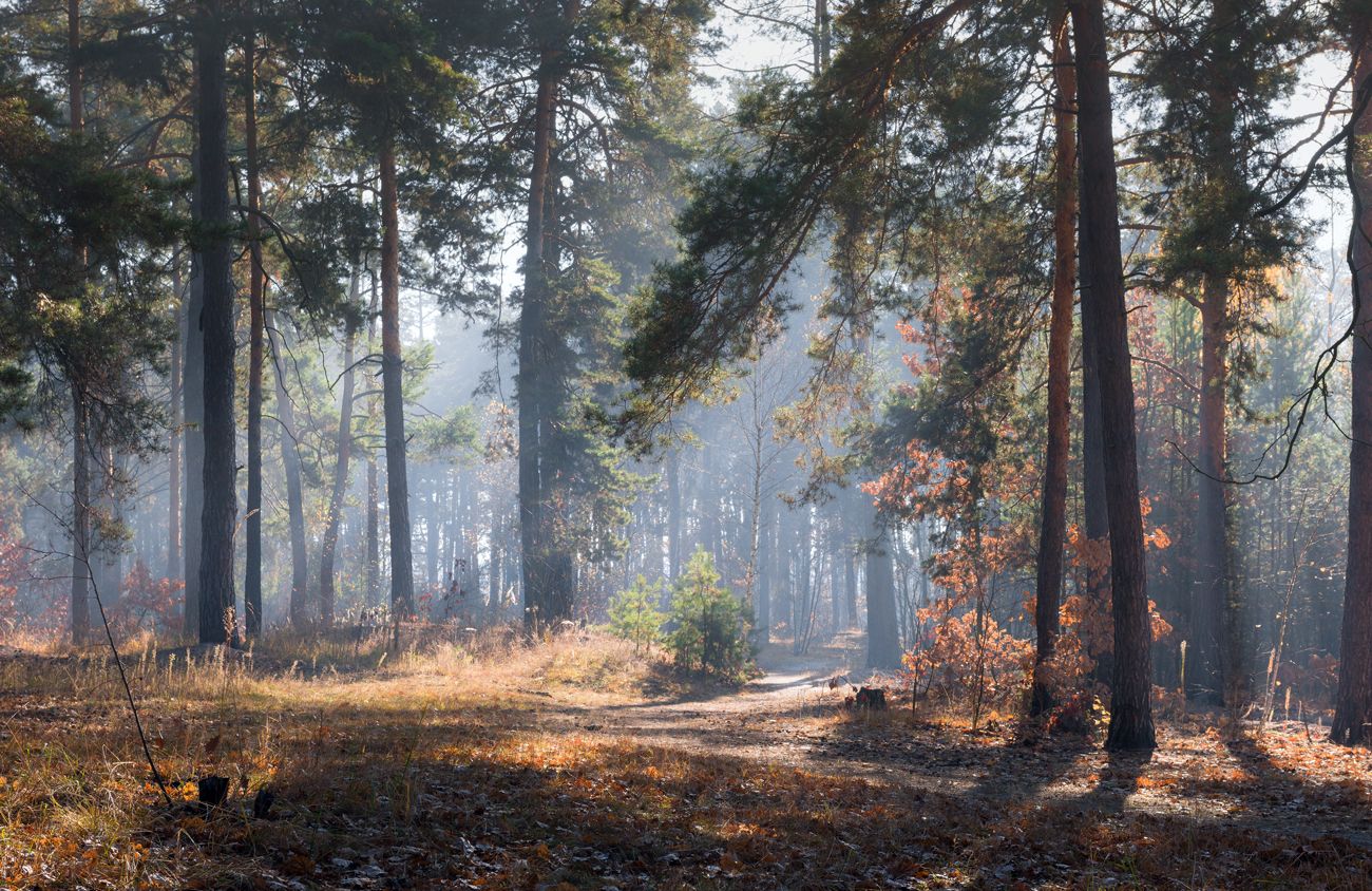 лес осень октябрь утро туман свет рассвет, Галанзовская Оксана