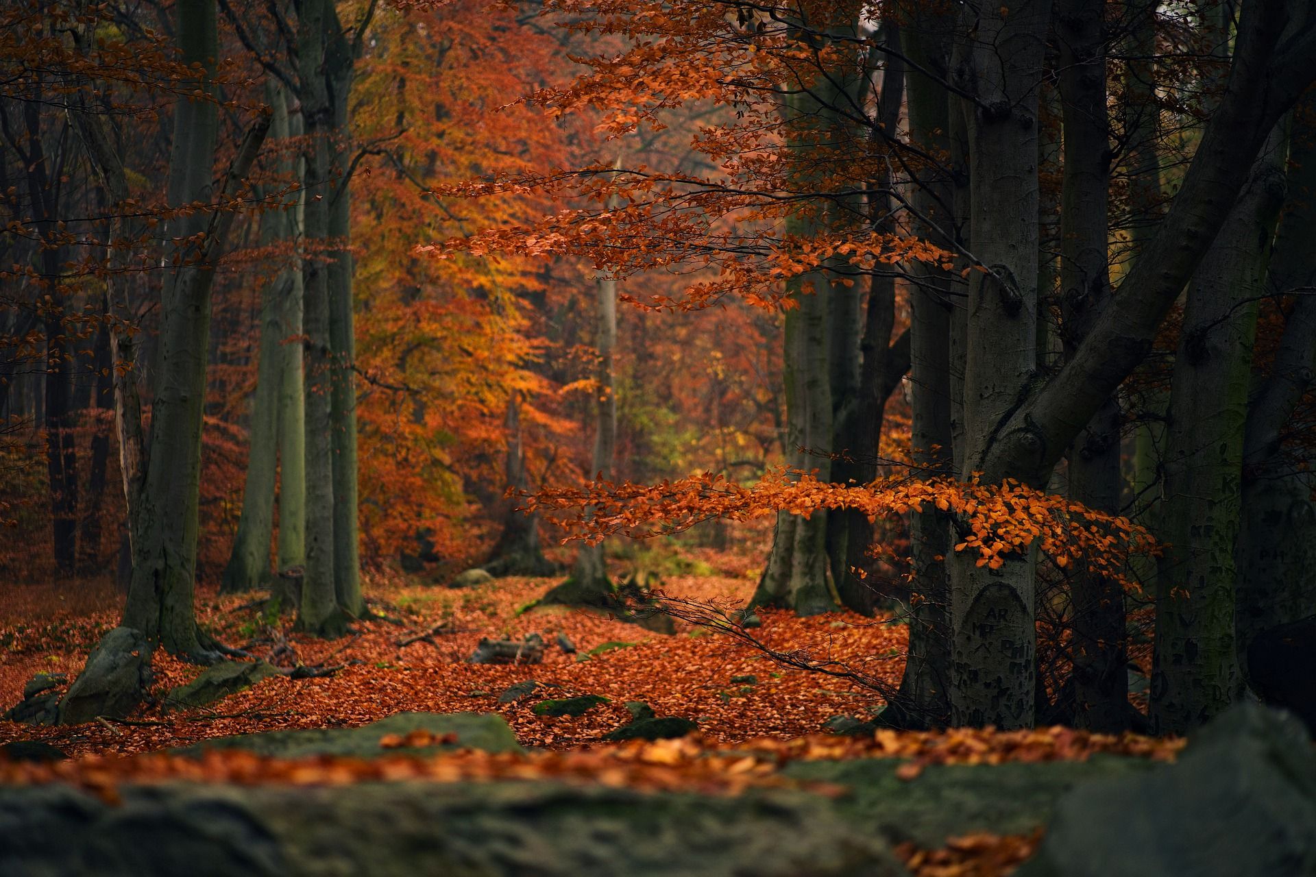 autumn,forest,tree,nature,landscape,, nino nino