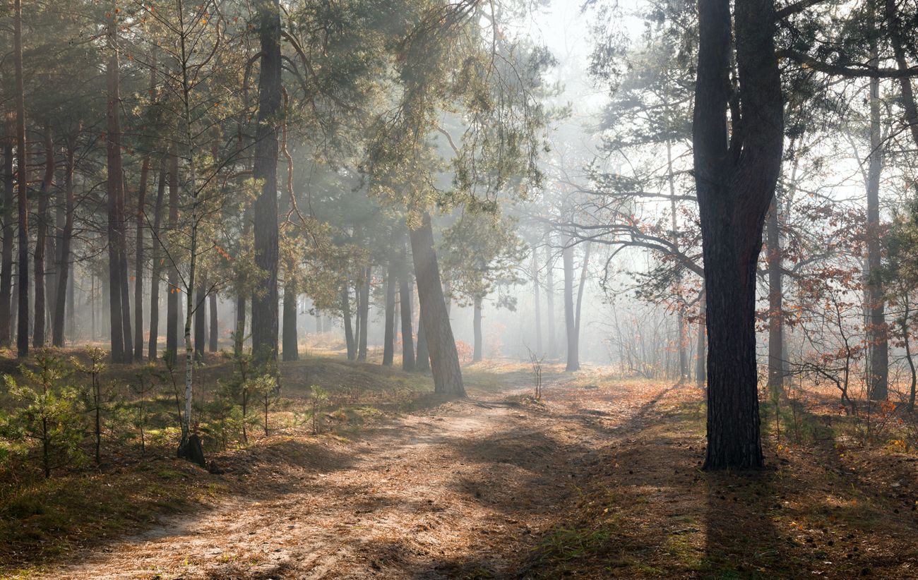 лес осень ноябрь туман свет, Галанзовская Оксана