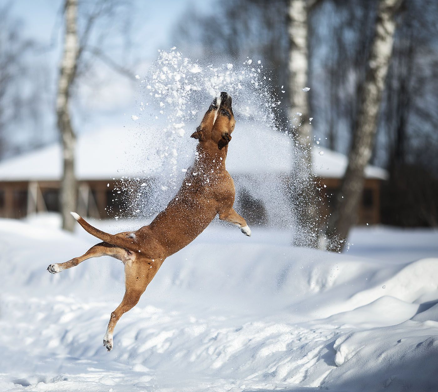 собака, полёт, прыжок,прогулка,зима,снег, эмоции,dog, animal,beast, winter, nature, Юлия Стукалова