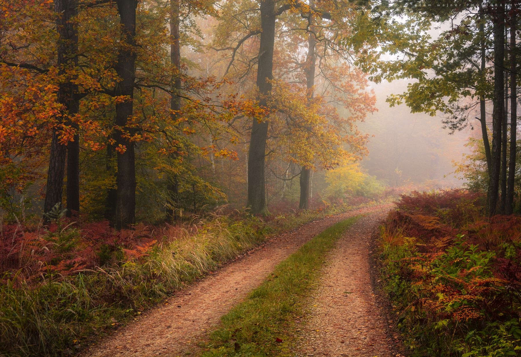 outdoors, autumn, forest, nature, tree, fog, на, открытом, воздухе, осень, лес, природа, дерево, туман, Adam Wajner