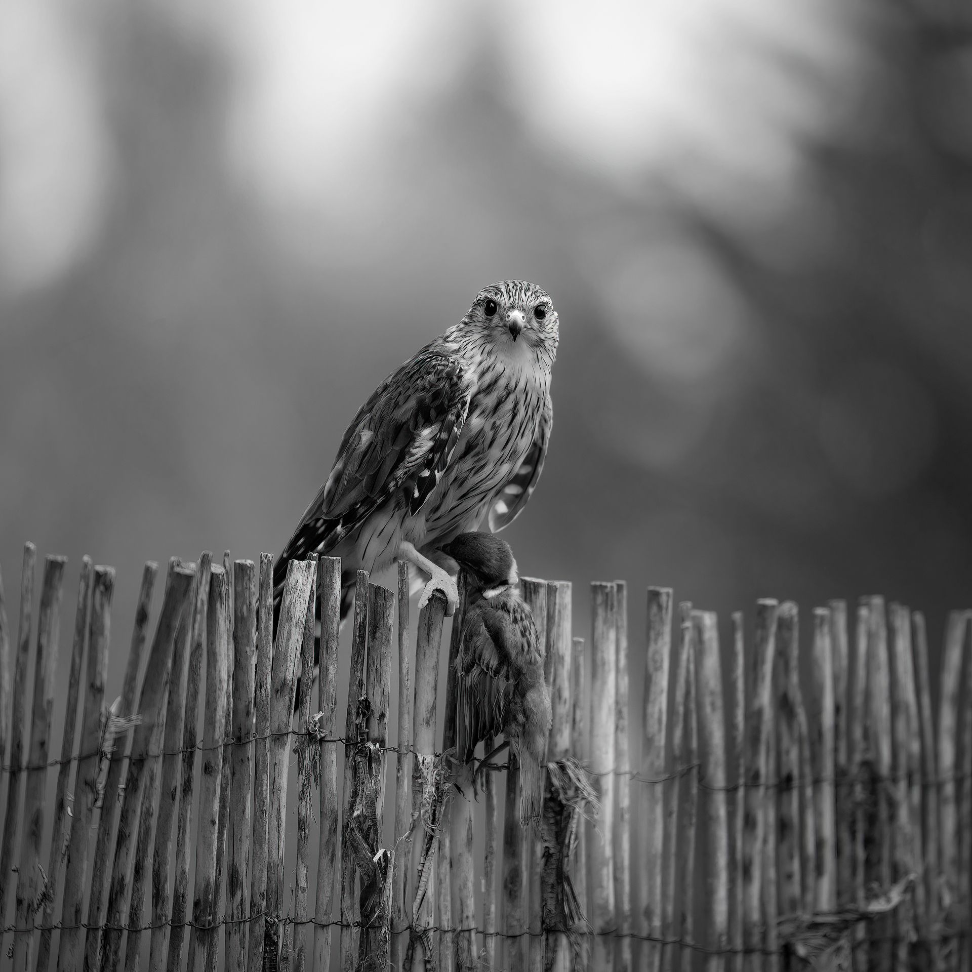 owl, eagle, hawk, bird, monochrome, food, animal, outdoor, portrait, fence, wildlife, summer, nature, Huapu Zhao