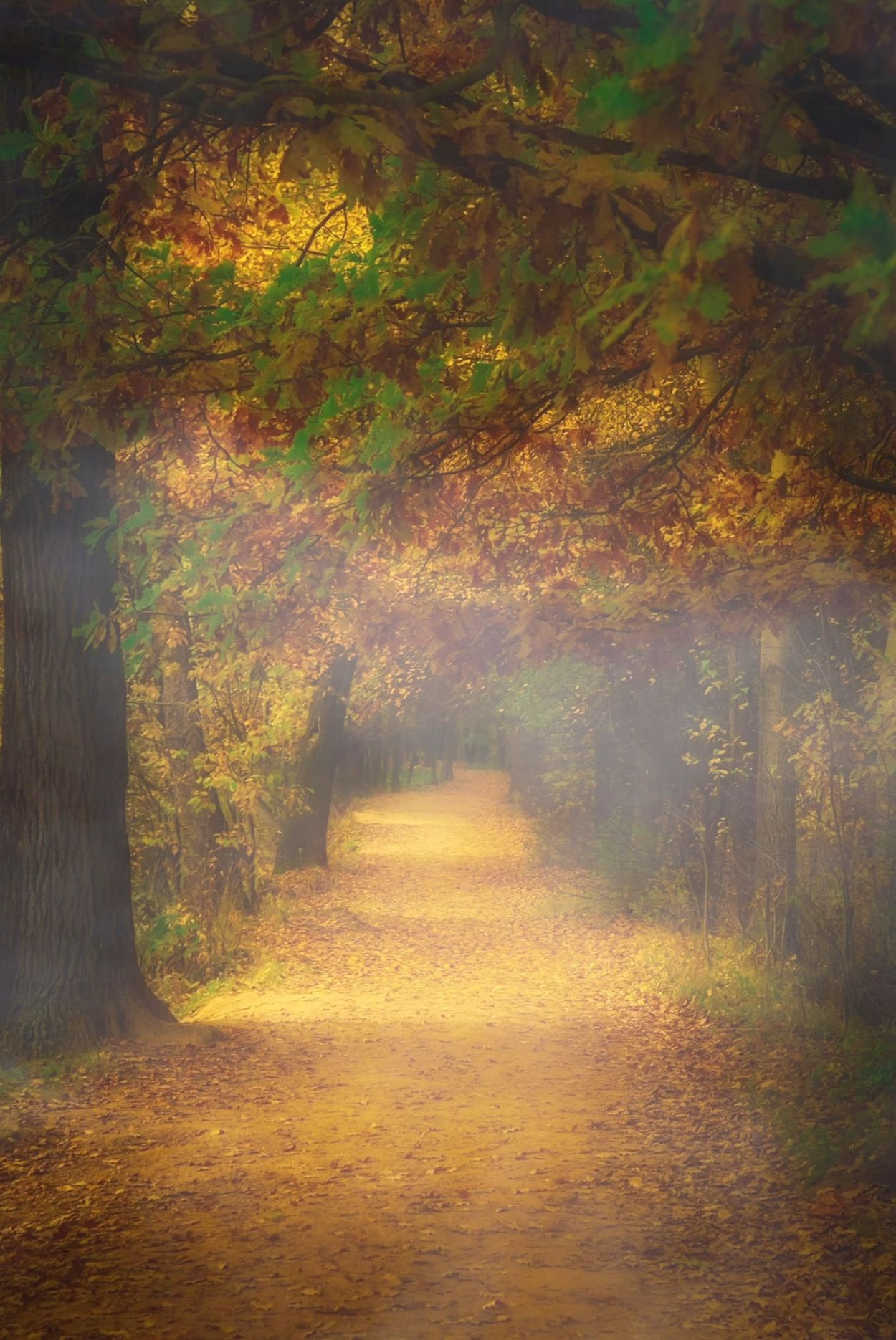 золотая осень, gold autumn, природа, пейзаж, landscape, nature, туман, Julia Kaissa