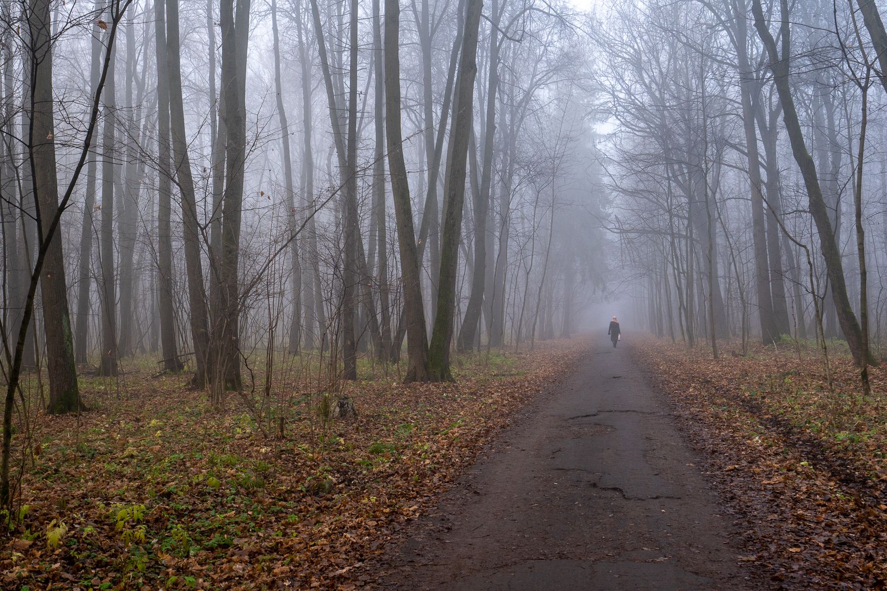 лес, туман, дорога, силуэт, Баландин Дмитрий