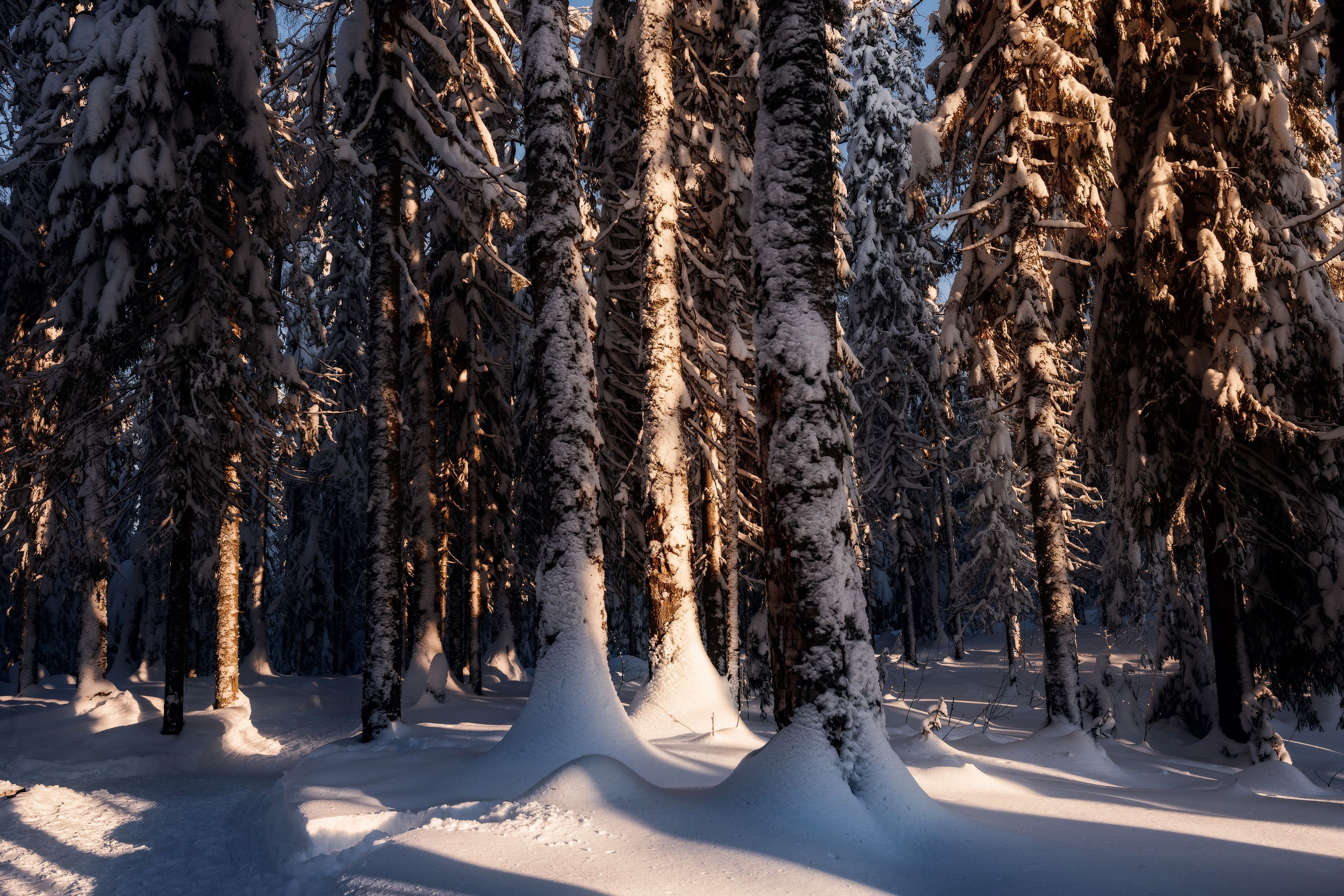 зимний лес, пермский край, зимний пейзаж, лес, Елена Соколова