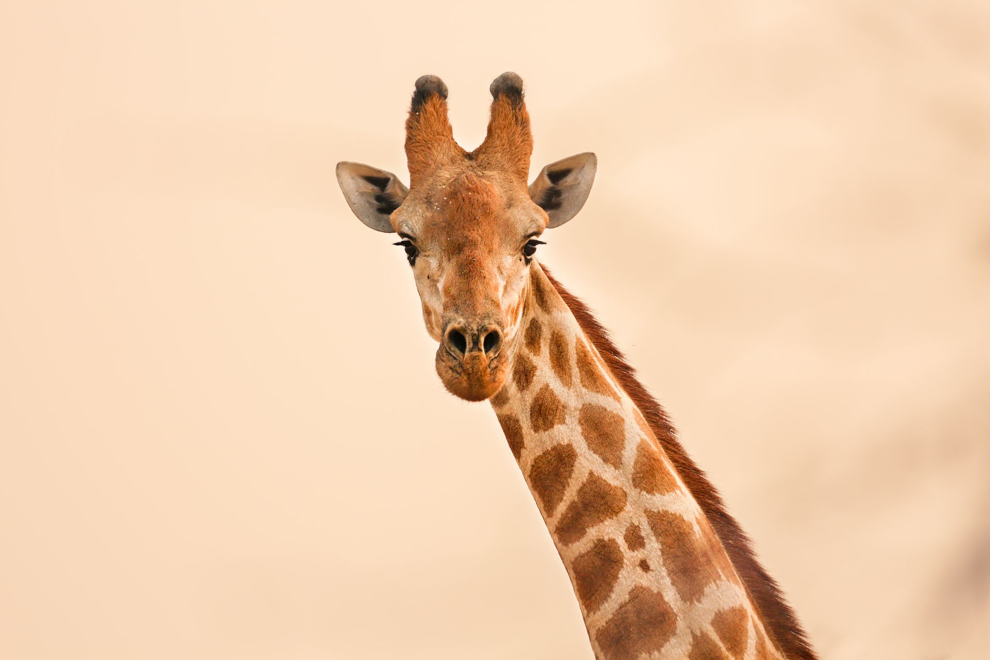 #жираф #намибия #калахари #пустыня #африка #портрет #africa #namibia #giraffe #calahari #desert, Наталия Деркач
