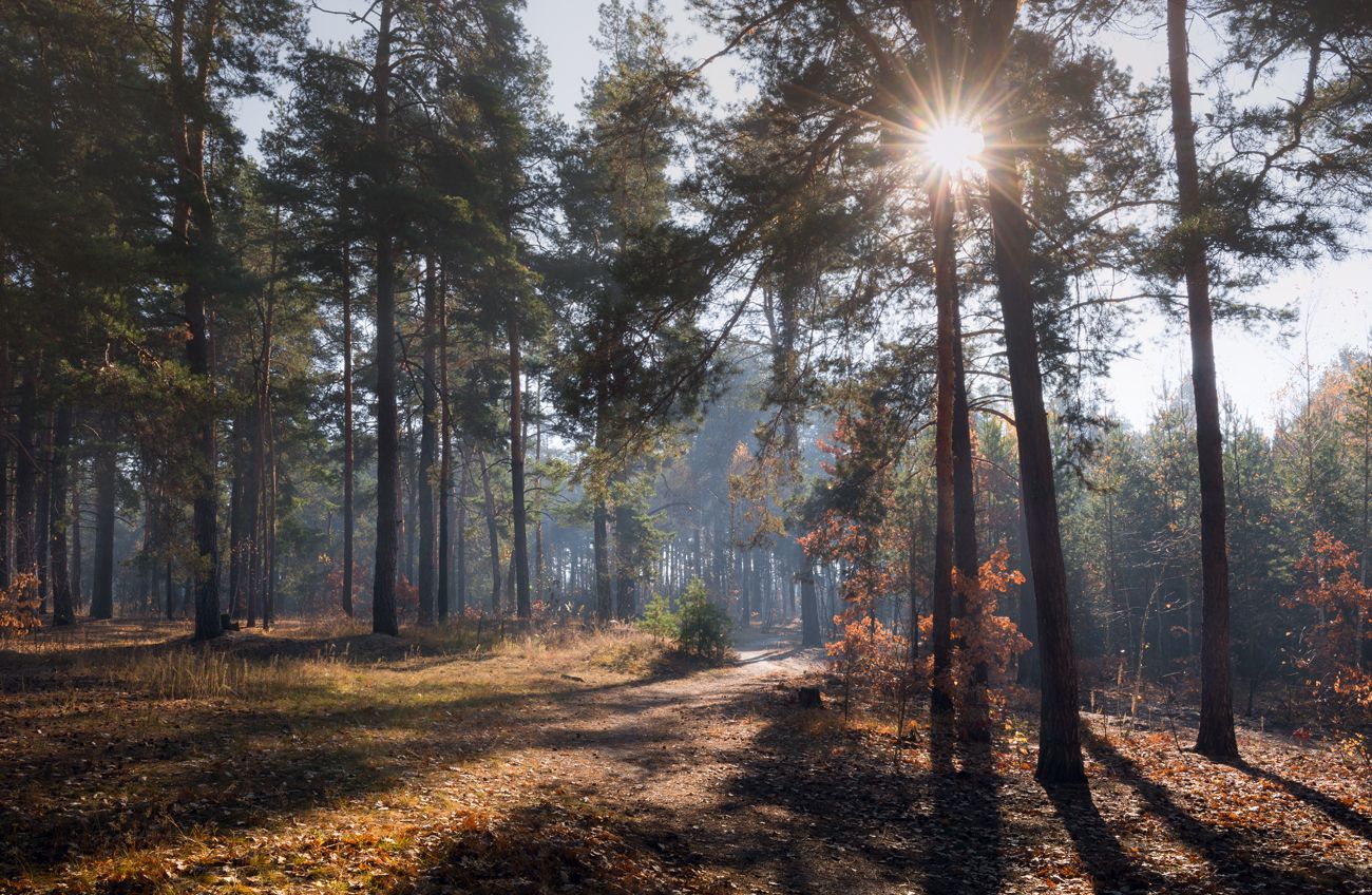 лес осень октябрь утро туман лучи, Галанзовская Оксана