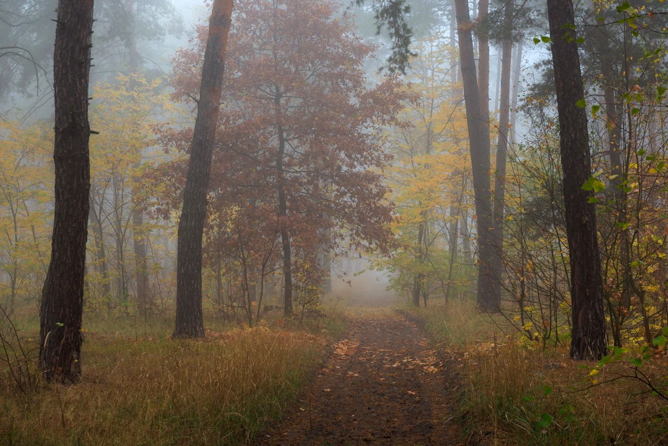 лес осень октябрь  туман, Галанзовская Оксана