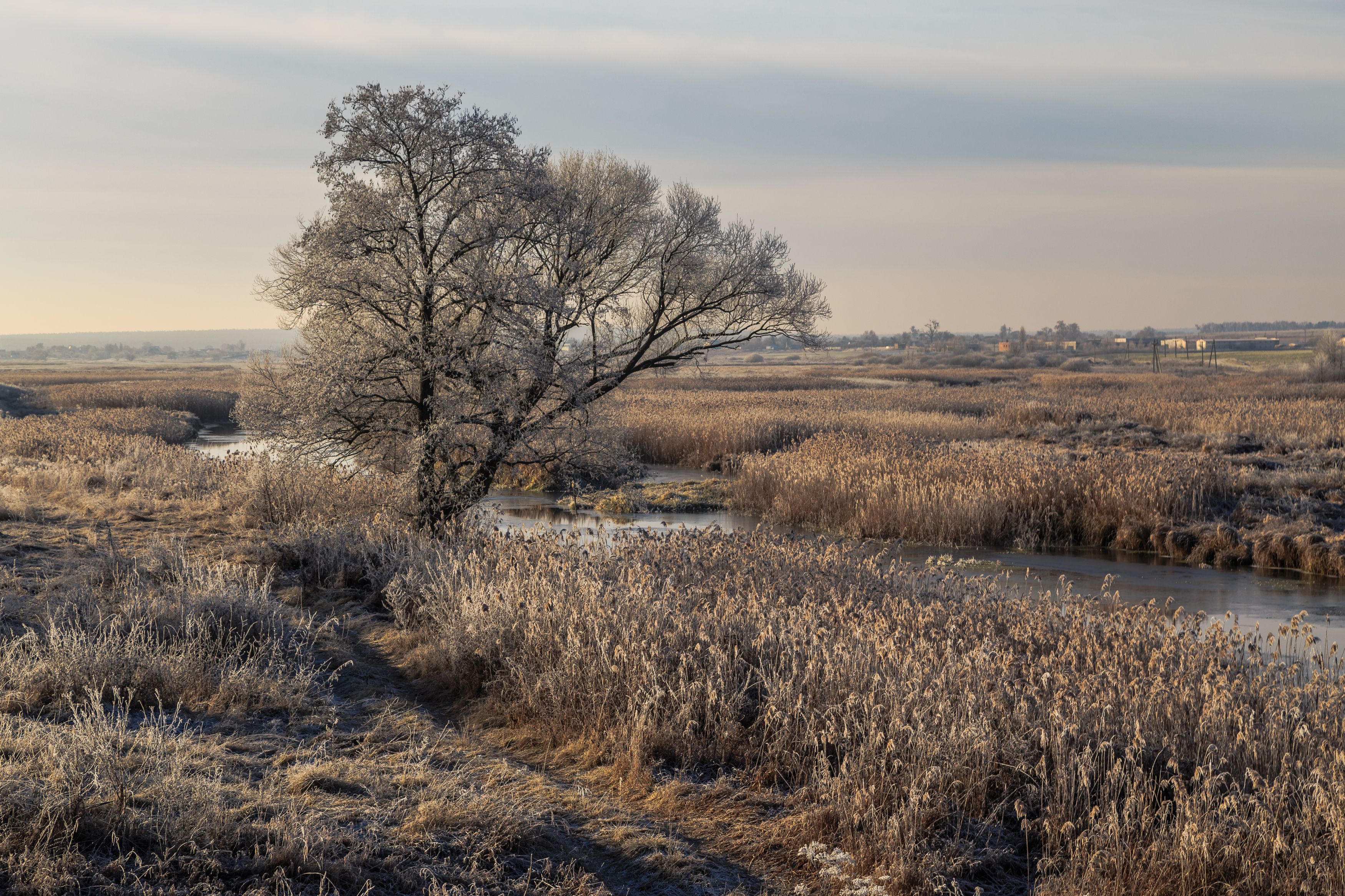 утро, мороз, река, дерево, Андрей Косенко