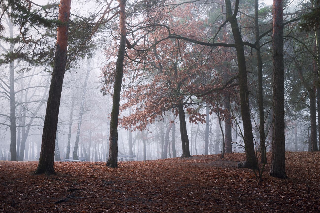 лес осень ноябрь туман белый холод, Галанзовская Оксана