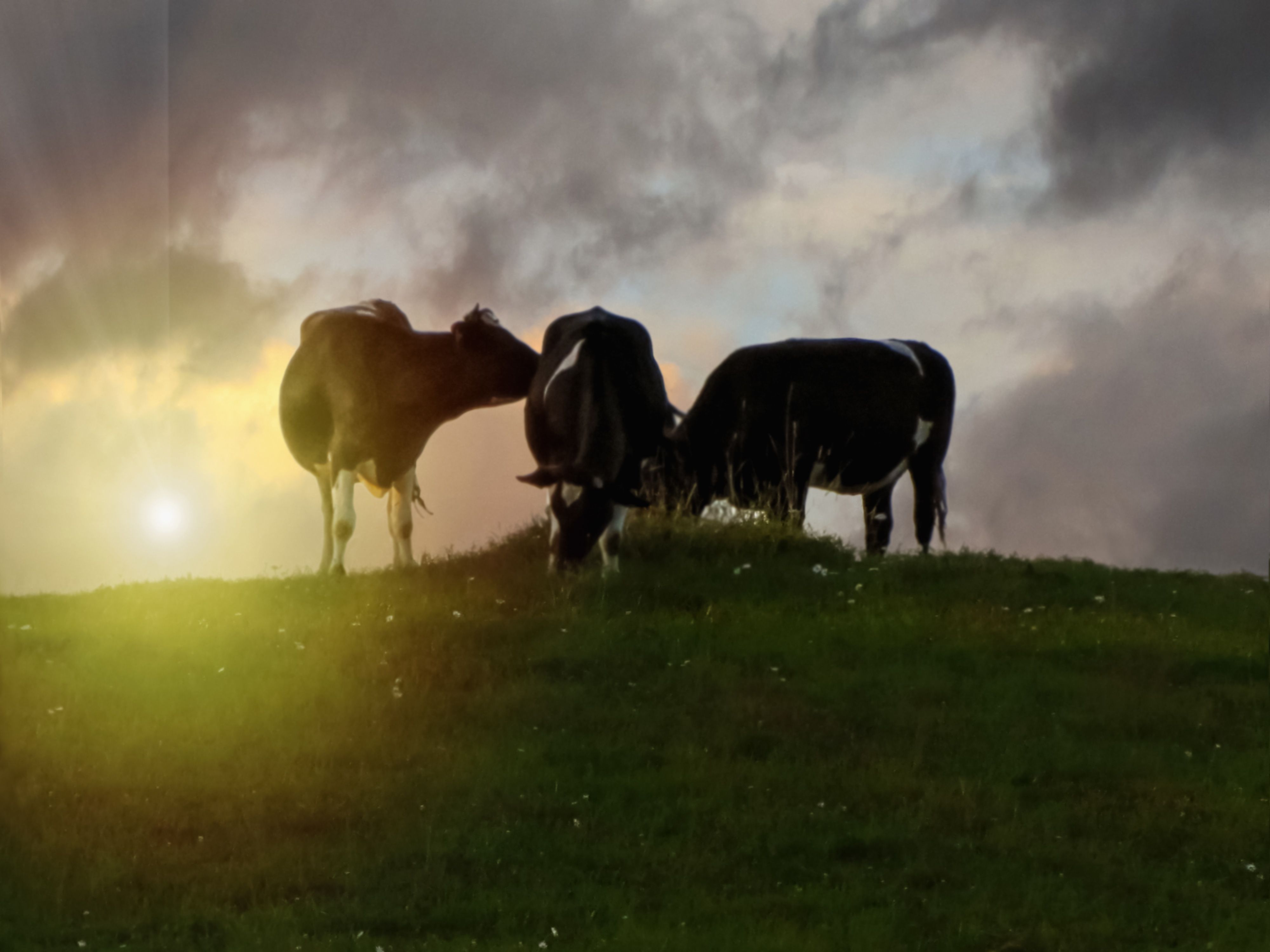 summer landscapes, animals, cows, nature, pastures, rural pastoral, idyll,, DZINTRA REGINA JANSONE