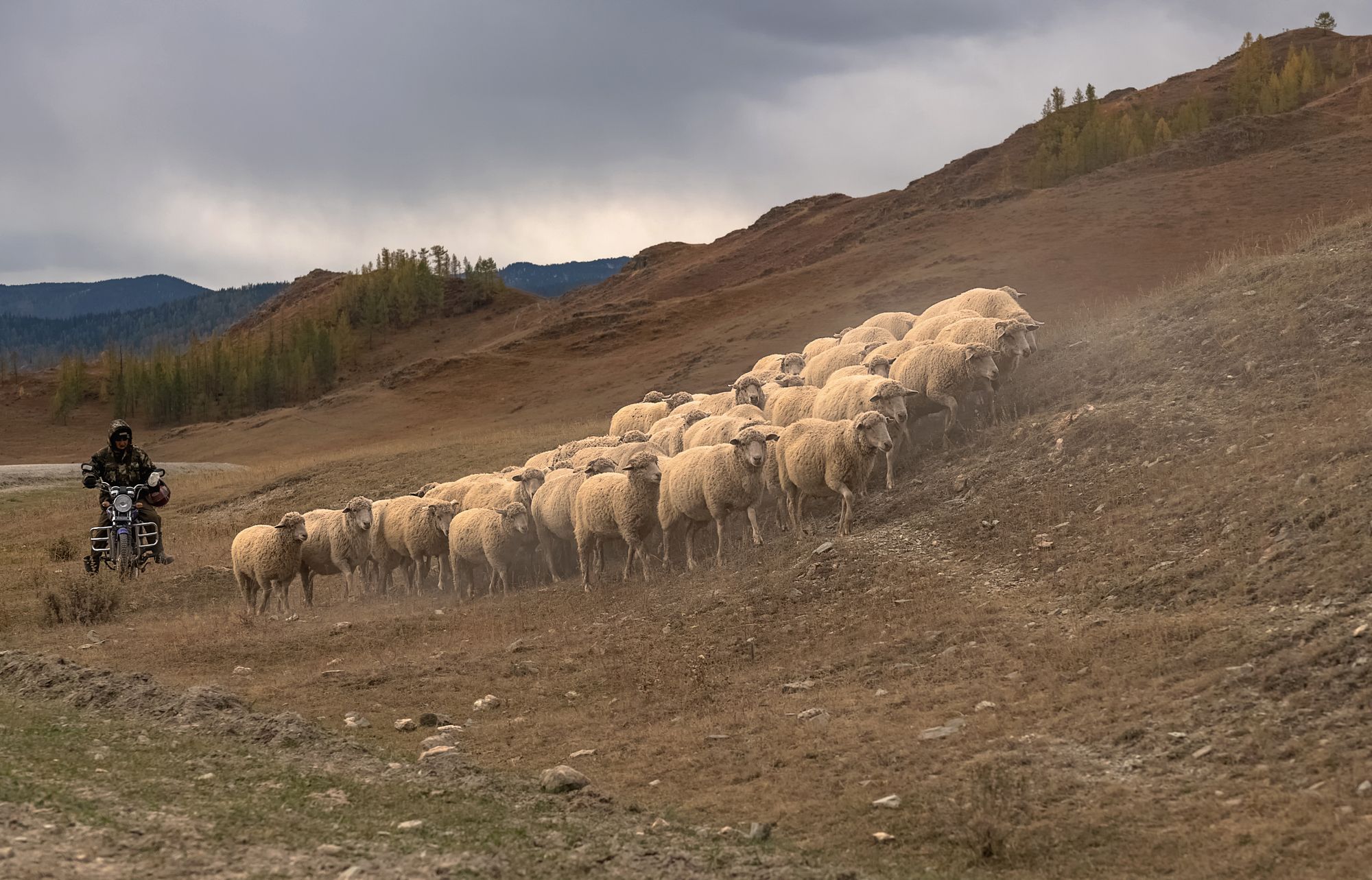 пастух, овцы, мотоцикл, алтай, Марина Фомина