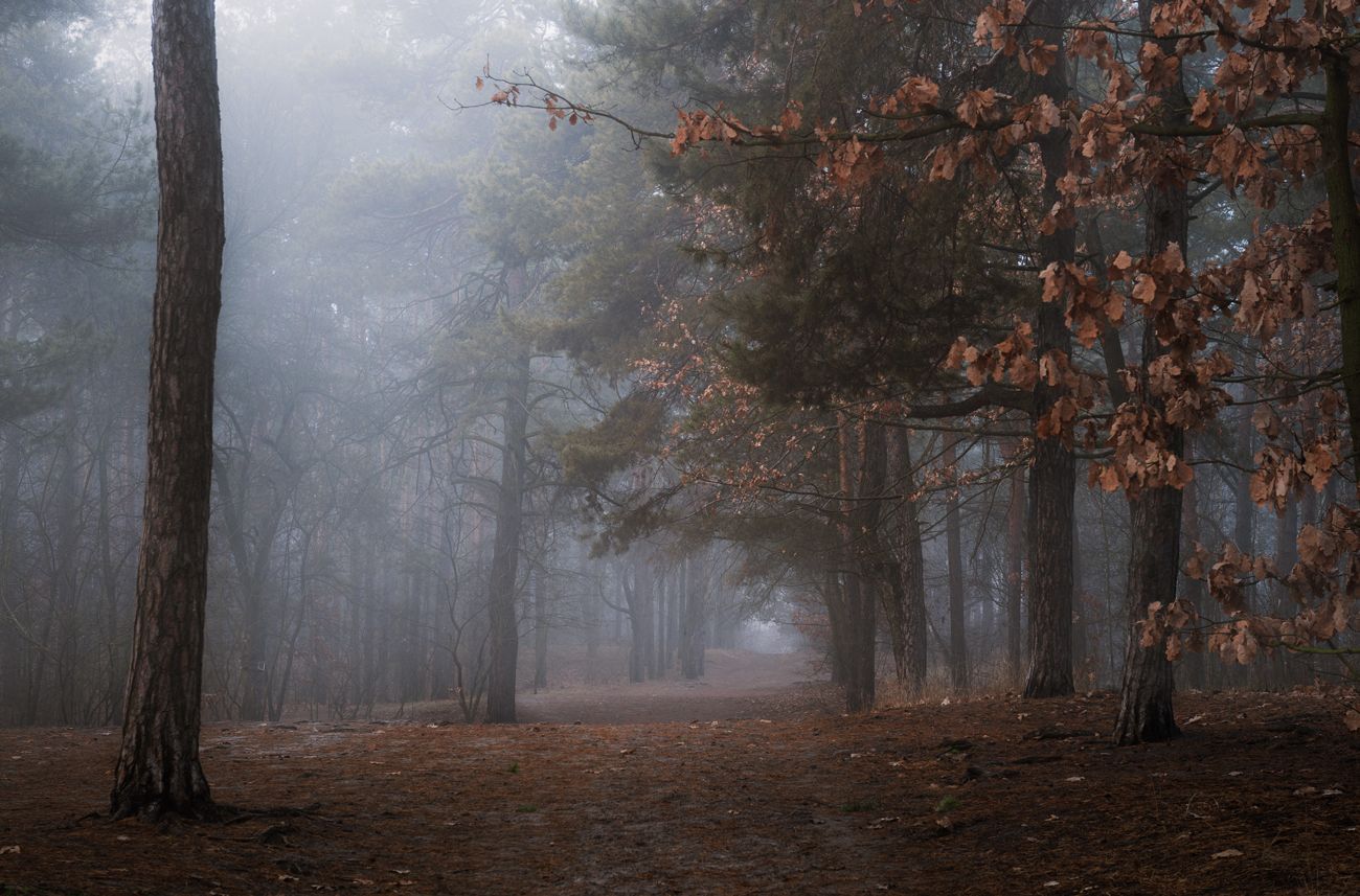 лес осень ноябрь рассвет туман, Галанзовская Оксана