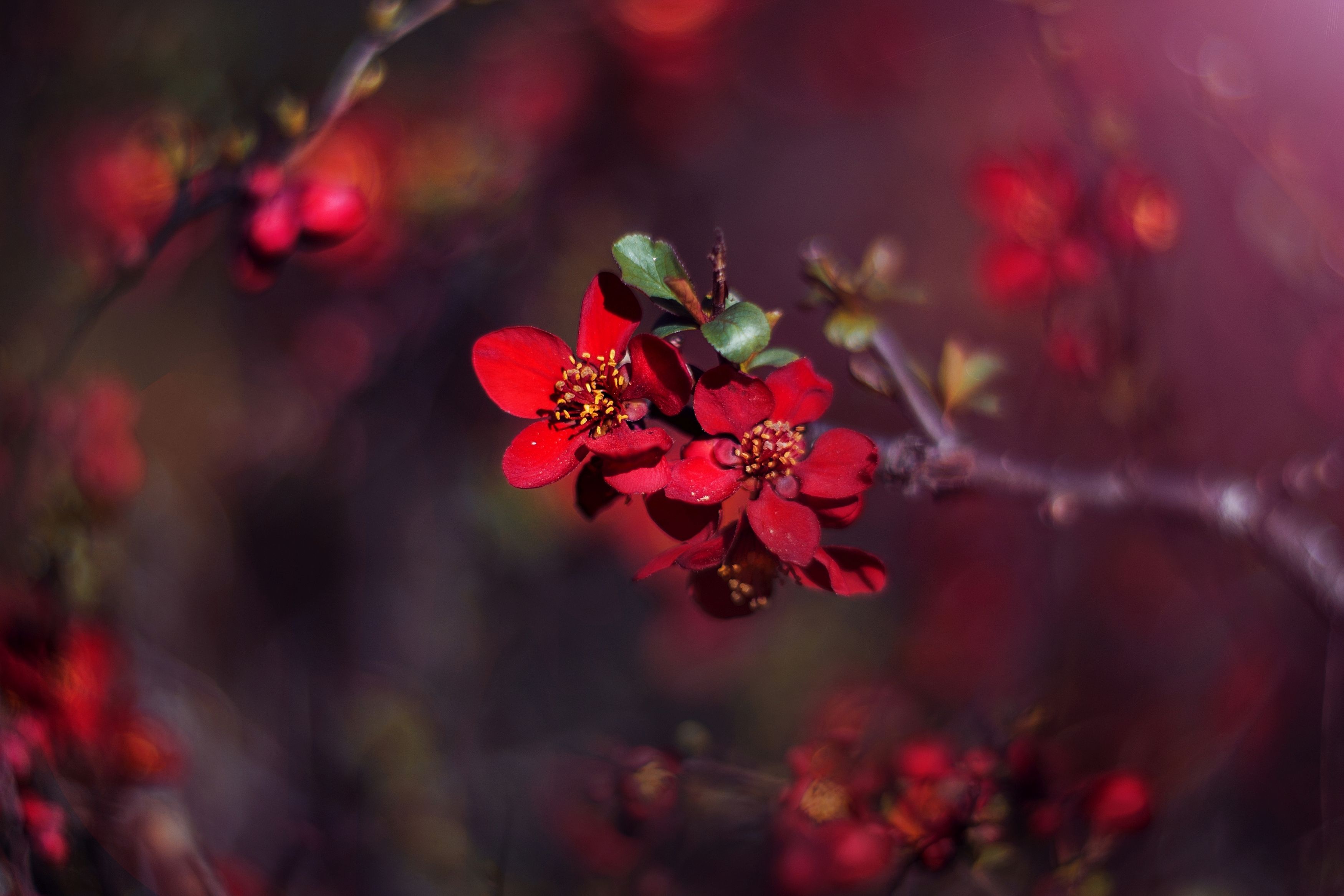 red,flowers,wild,nature,light,bokeh,zenit,helios,, Борислав Алексиев