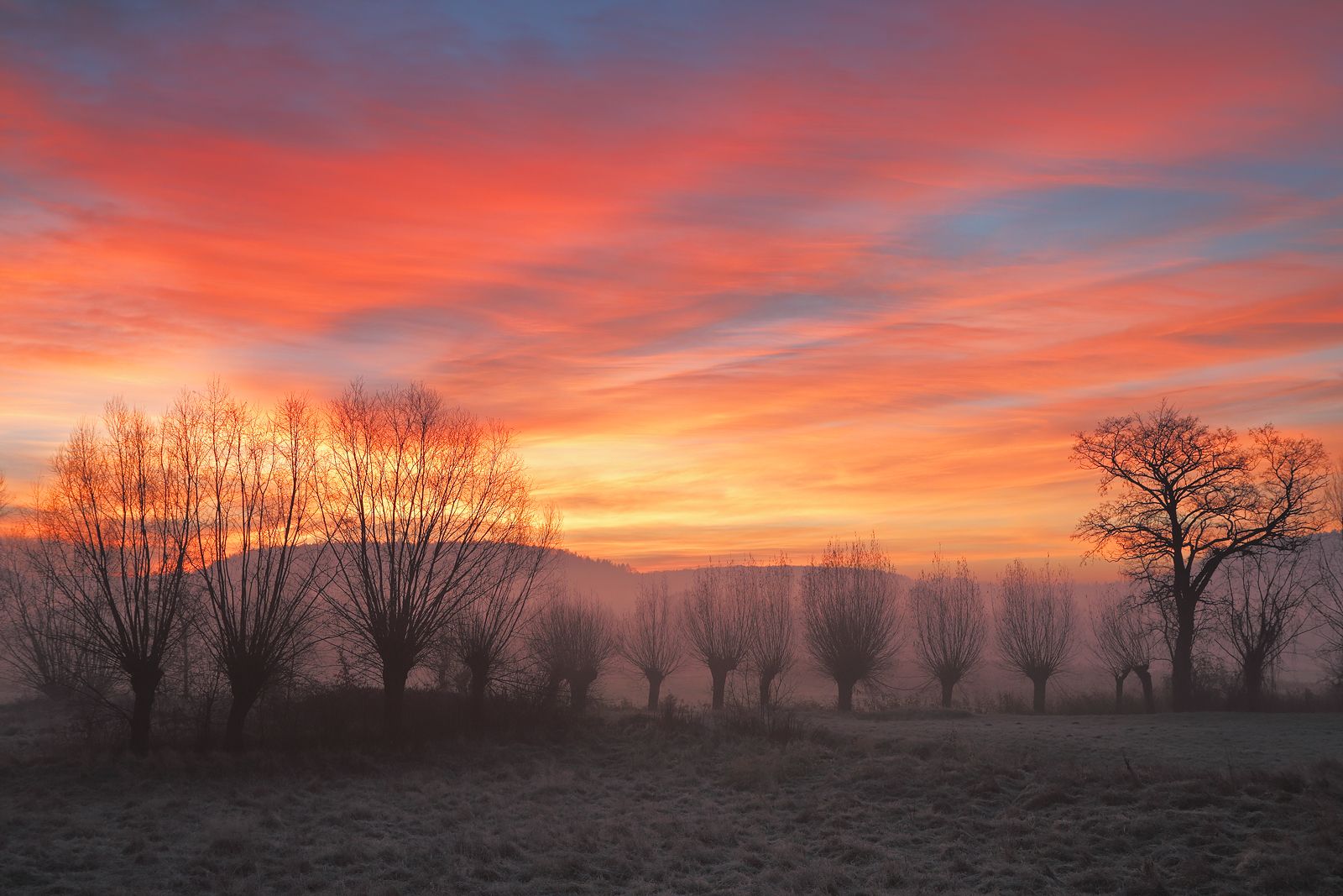 morning, sunrise, autumn, sky, cloud, light, tree, willow,, Jacek Lisiewicz