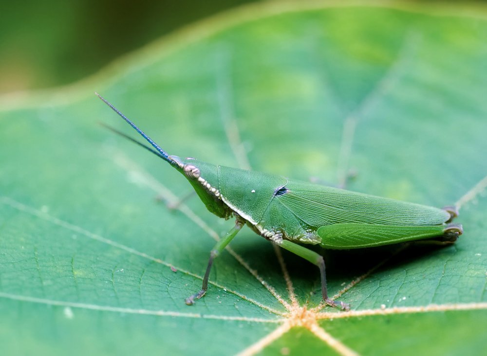 Close-up, Laos, Macro, Лаос, Макро, Насекомое, Alexey Gnilenkov