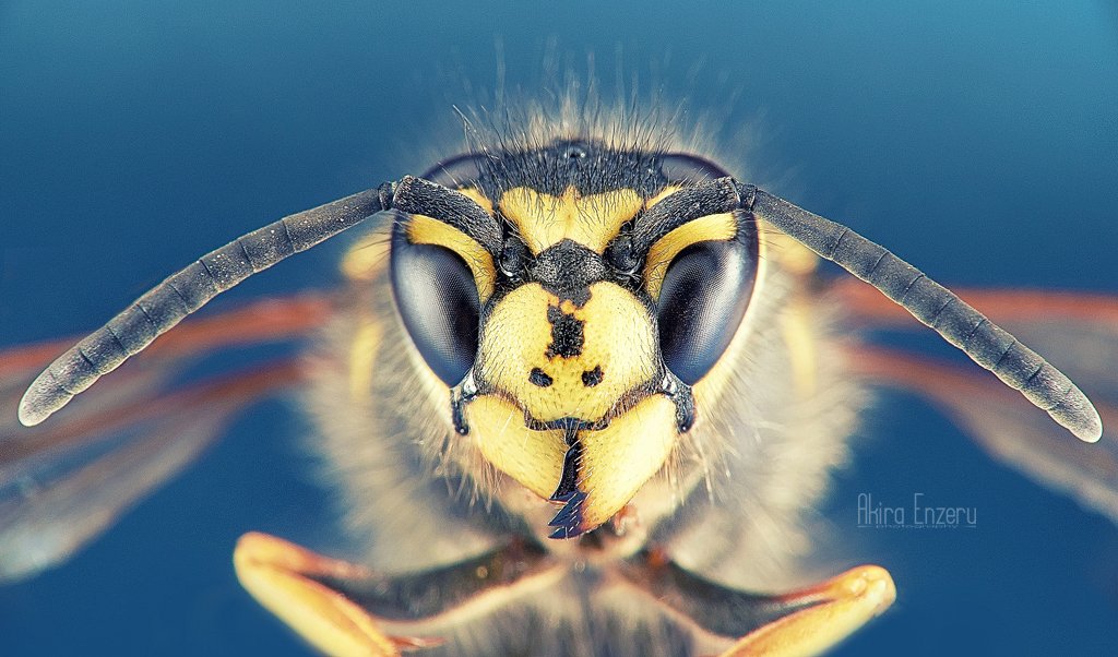 Insect, Macro, Wasp, Enzeru Akira