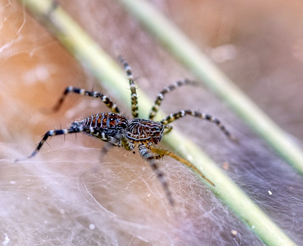 Closeup, Laos, Spider, Лаос, Макро, Паук, Alexey Gnilenkov