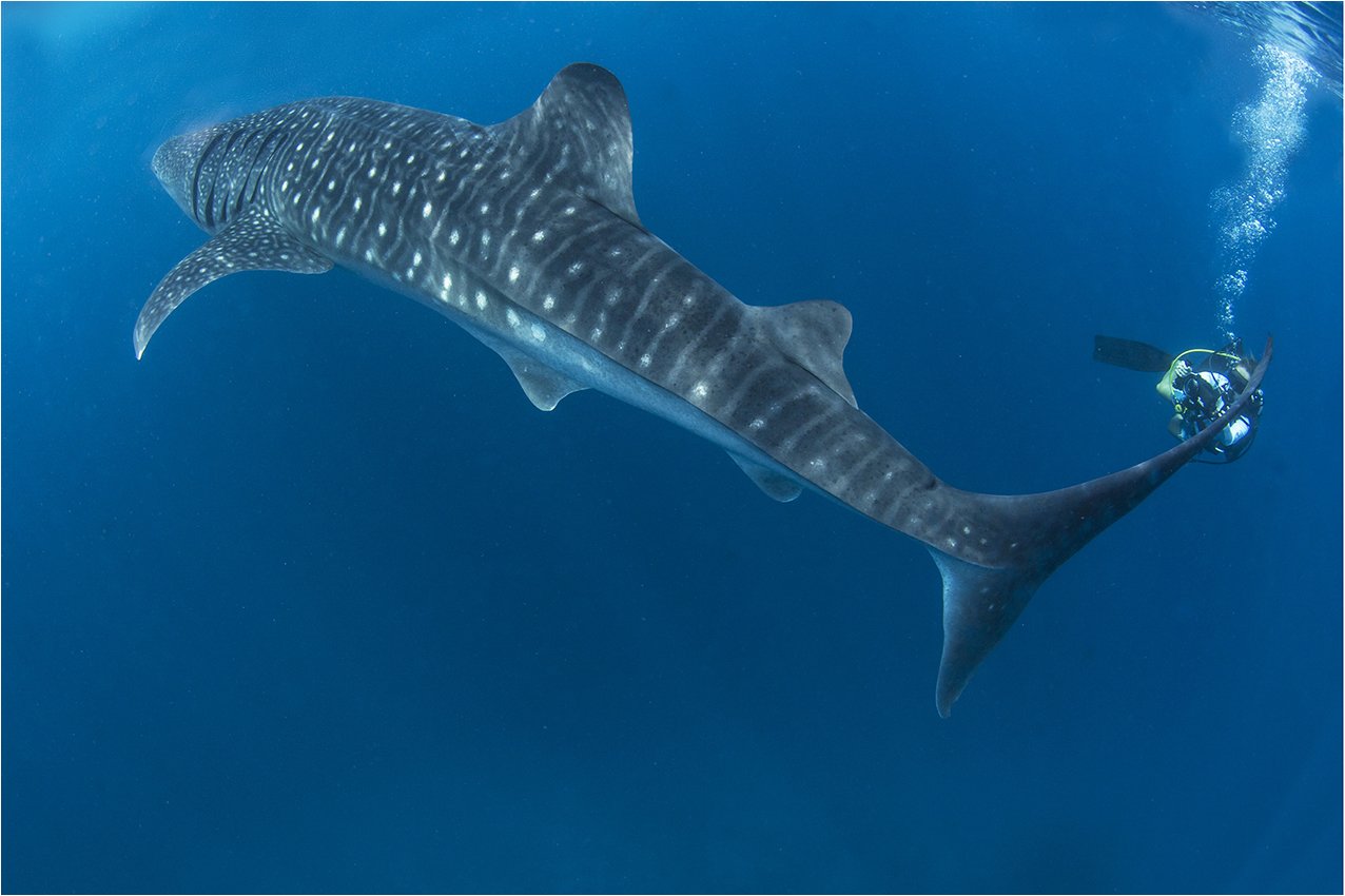китовая акула, мальдивы, подводная видеосъемка, Сергей Гаспарян