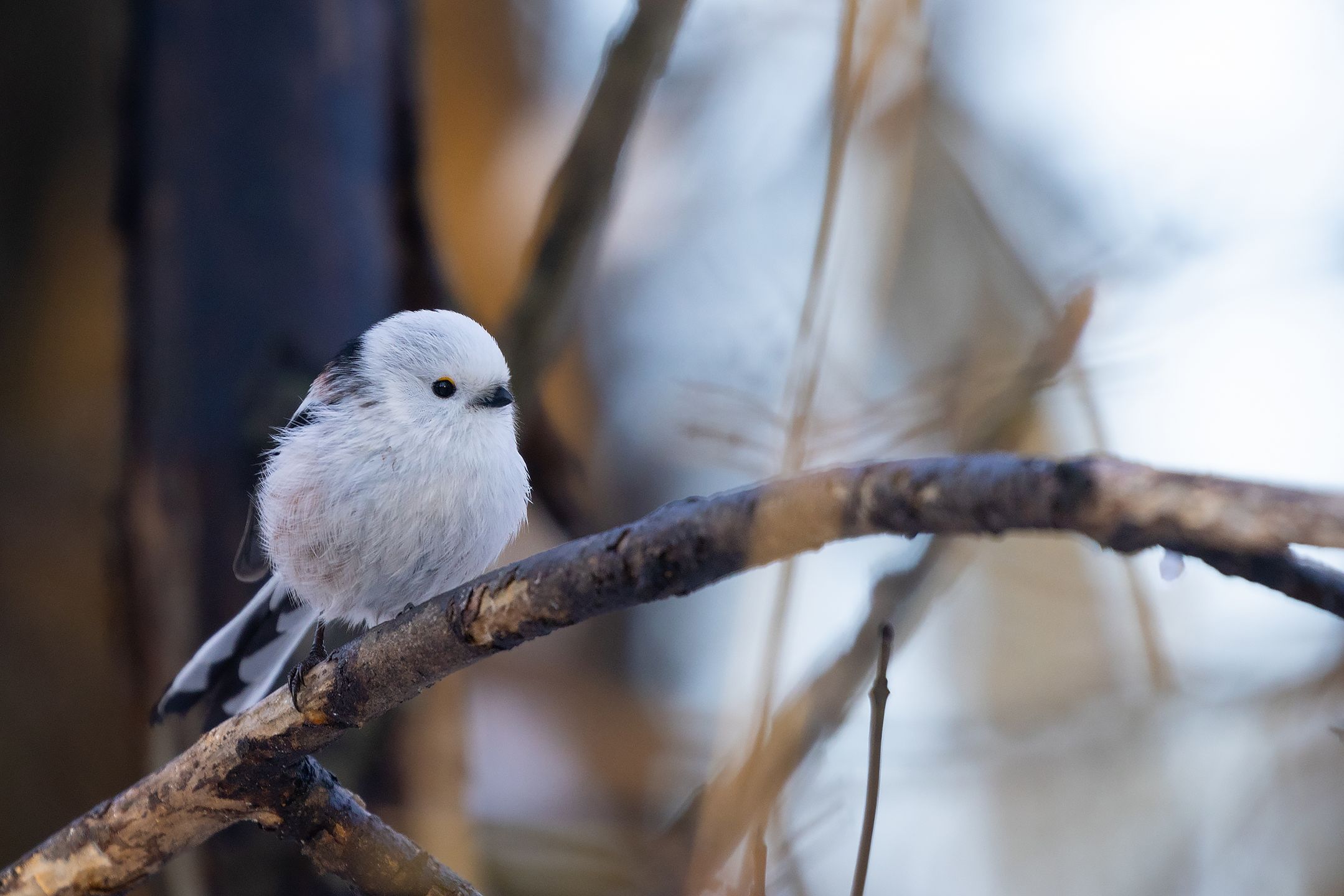 , Robert Adamec