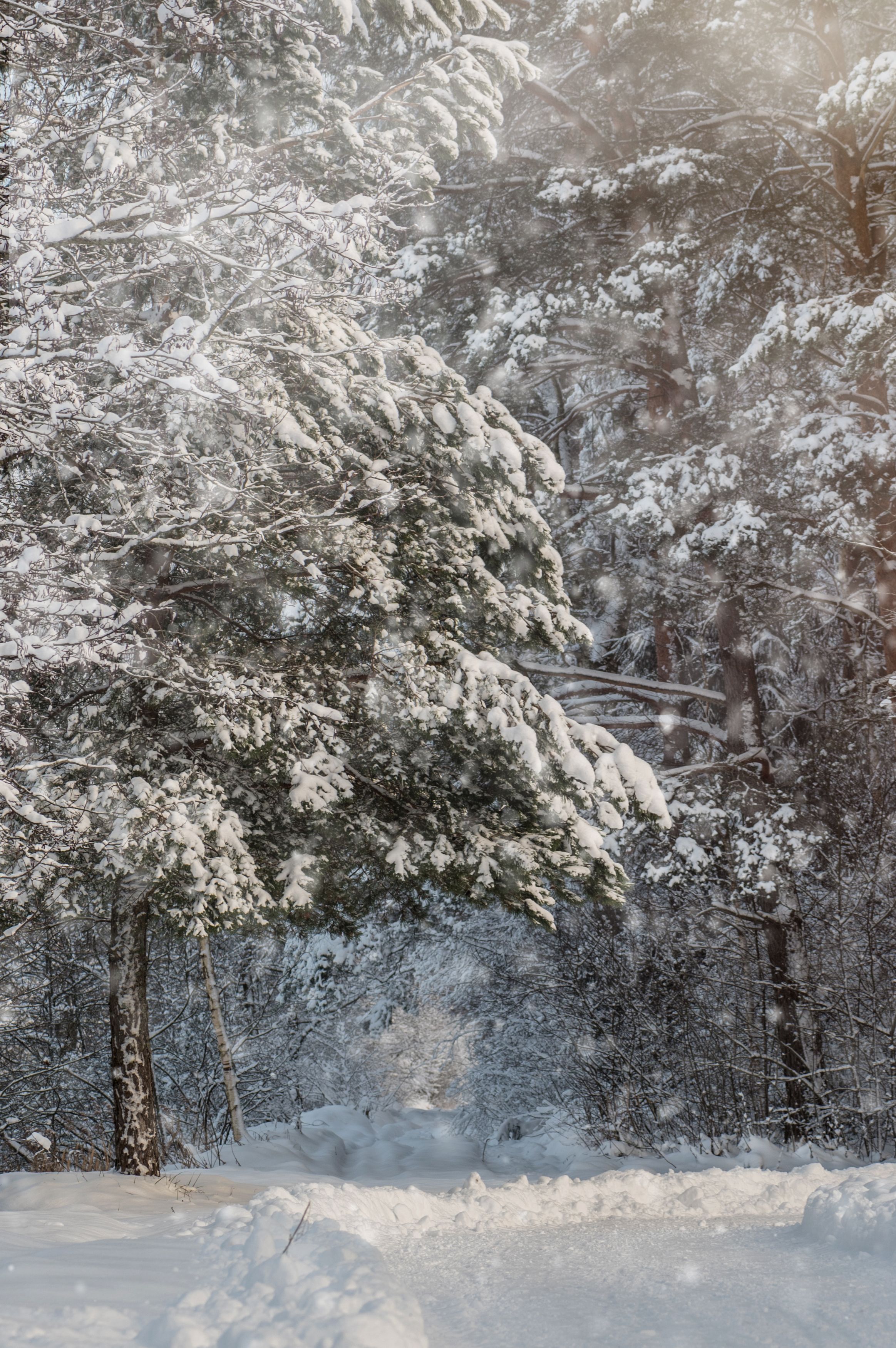 снег, зима, лес, пейзаж, Anna Makarenkova