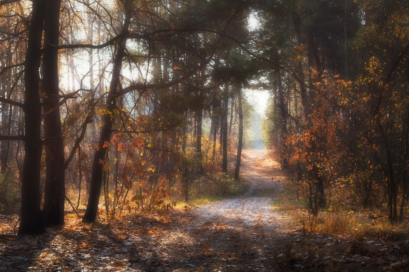 лес осень ноябрь рассвет, Галанзовская Оксана