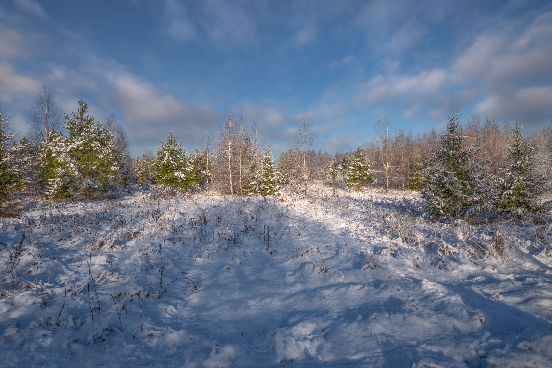 зима,утро,лес,снег,небо,облака,свет, Виталий Полуэктов
