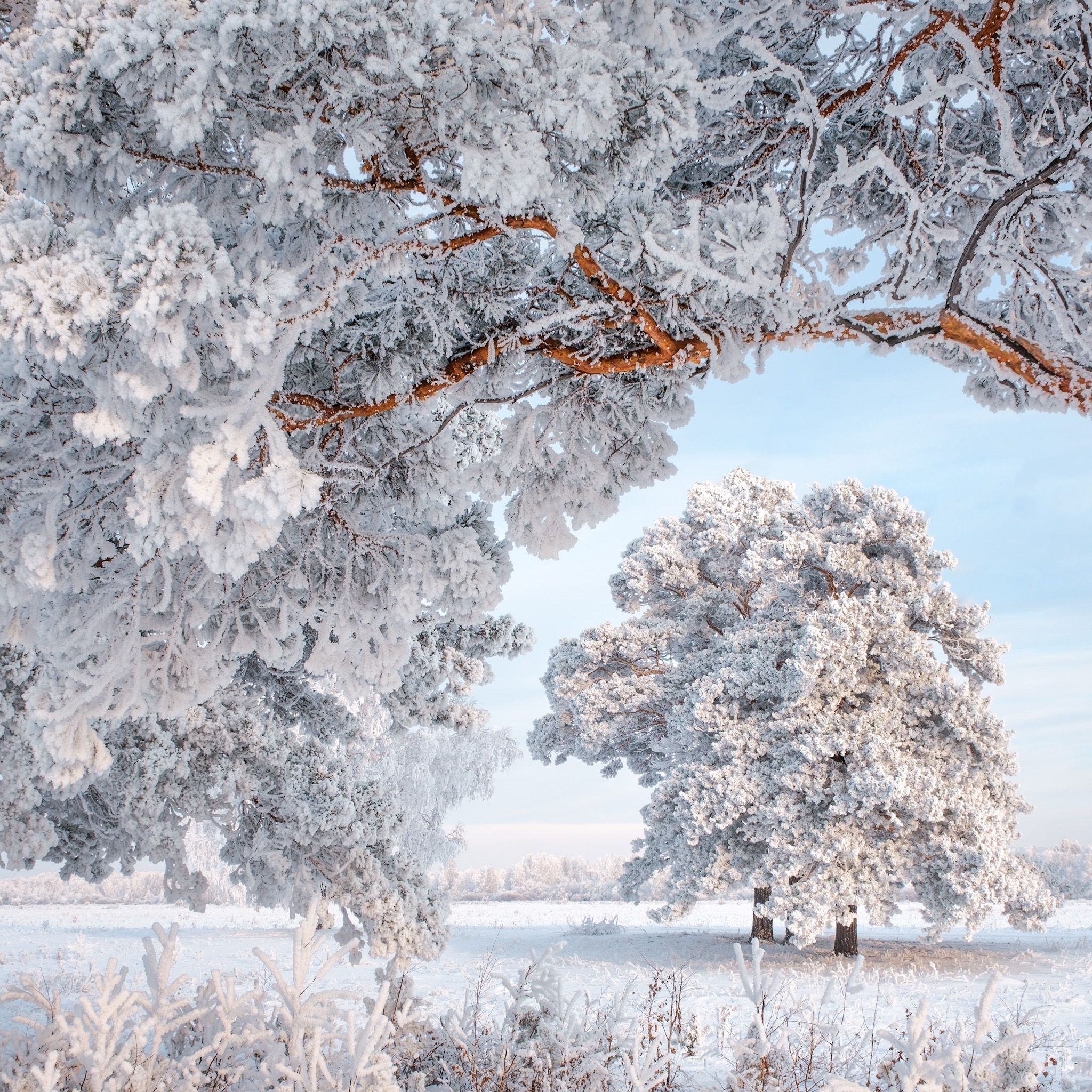 зима, зимний пейзаж, пейзаж ,снег, мороз, туман, winter, fujifilm, Константин Леонтьев