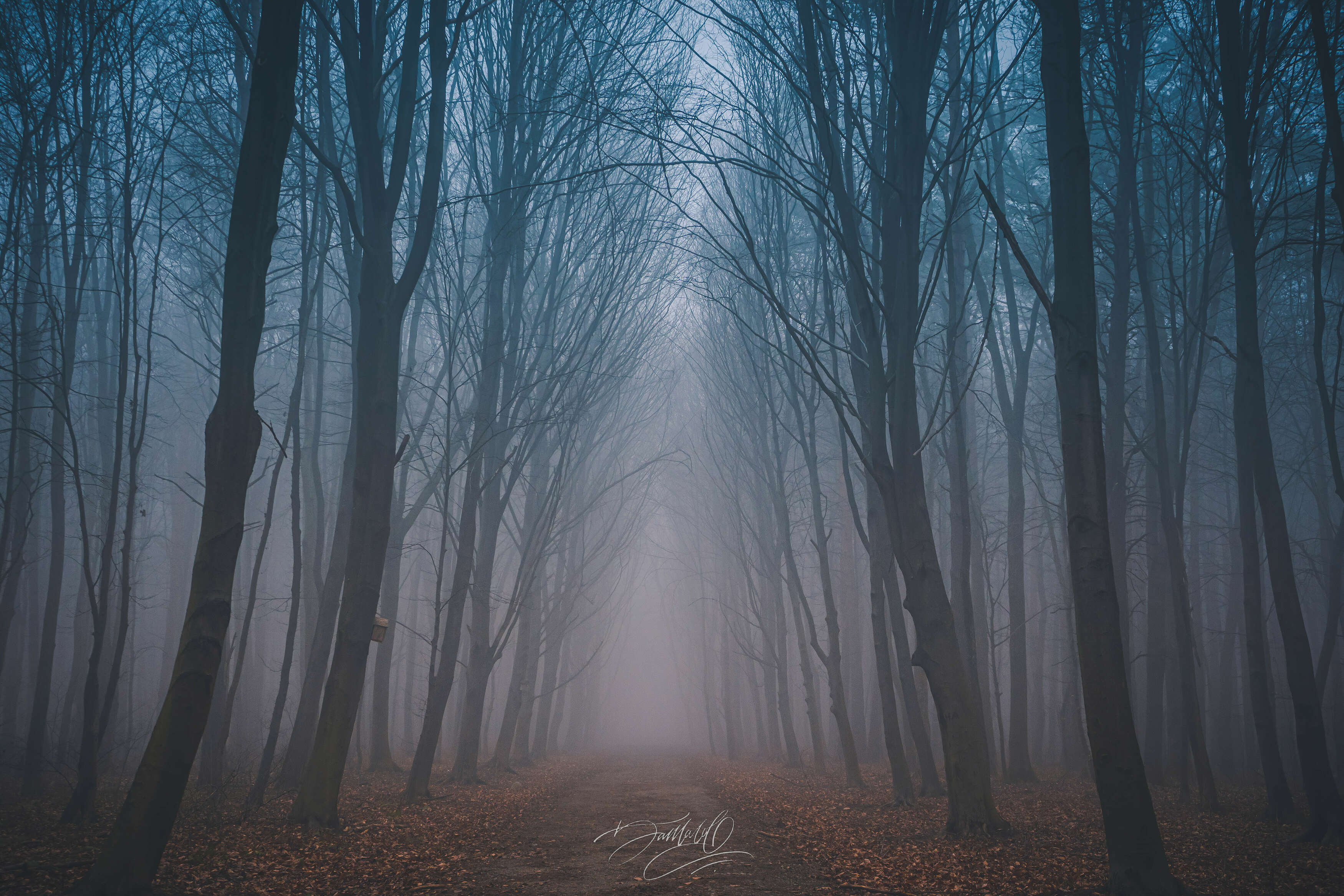 туман, лес, деревья, волшебство, осень, холод, зима, пейзаж, день, вечер, Сармат Батагов