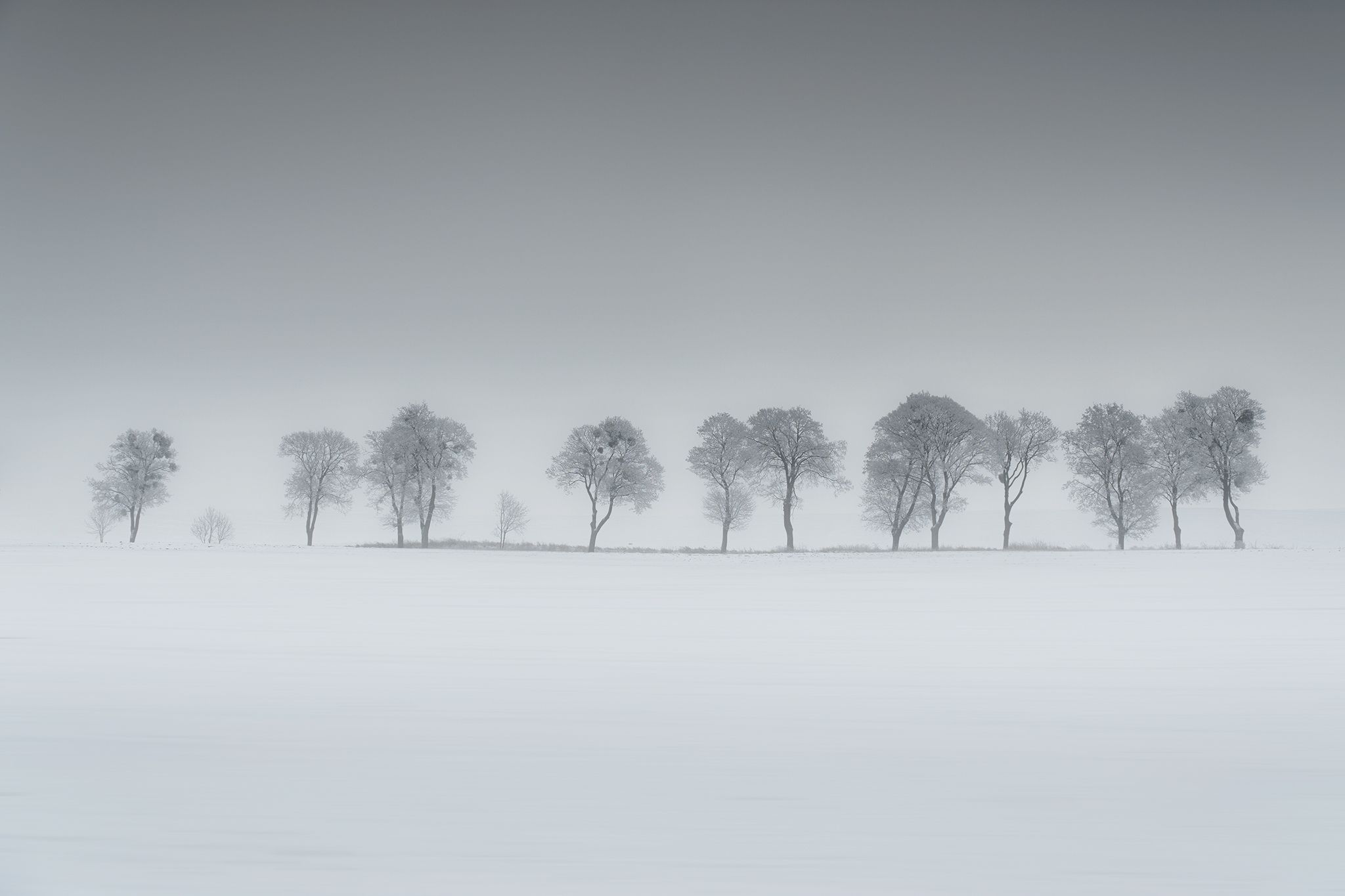 december, tree, winter, snow, field, landscape, white, gray, rime, Lukasz Zugaj