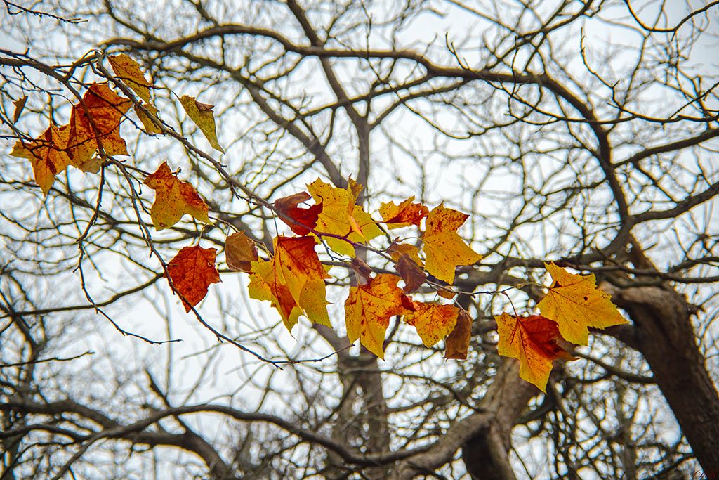 autumn, color, colors, color image, flame, leaf, leaves, nature, photography, tree, trees,, Dr Didi Baev