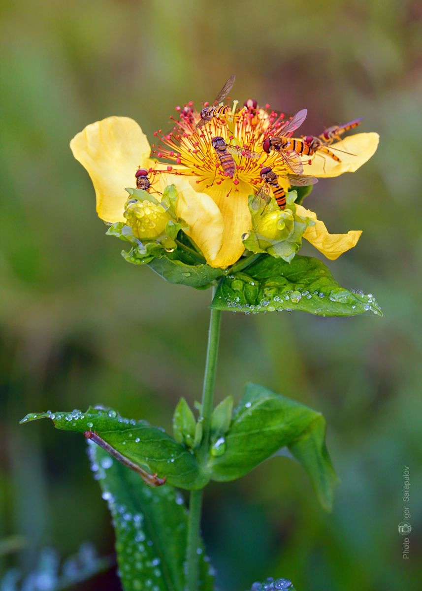 цветок, hypericum gebleri,  зверобой, зверобой геблера, журчалки, syrphidae, капли, роса,drops, dew,  макрофото охота, крупный план, макро, муха, мёд, нектар, nectar, побеги, приморский край, приморье, природа, дальний восток, съёмка насекомых,, Сарапулов Игорь