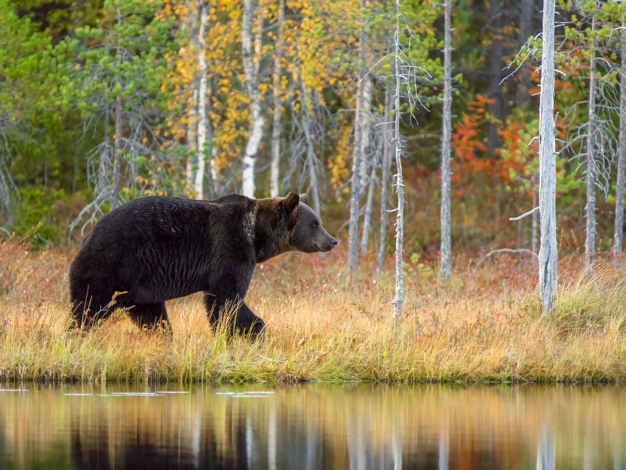 bear, brown bear, wildlife, animals, nature, forest, autumn, finland, sony, Wojciech Sobiesiak