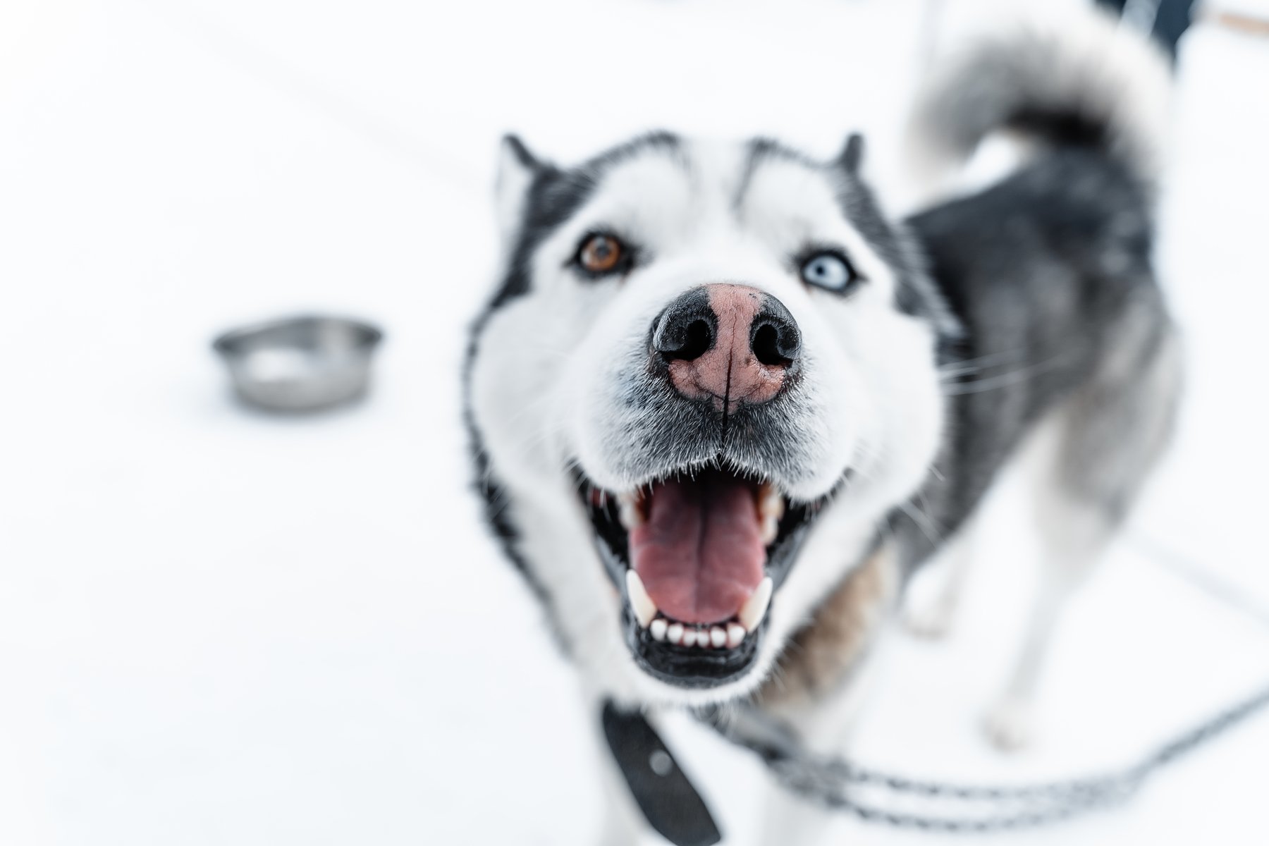 winter; front; one; pretty; funny; eyes; puppy; haski; energy; black; domestic; background; breed; carnivore; pet; doggy; male; outdoors; canine; purebred; mammal; young; looking; wolf; nature; siberian husky; husky dog; dog; animal; snow; siberian; white, Dmitry Leonov