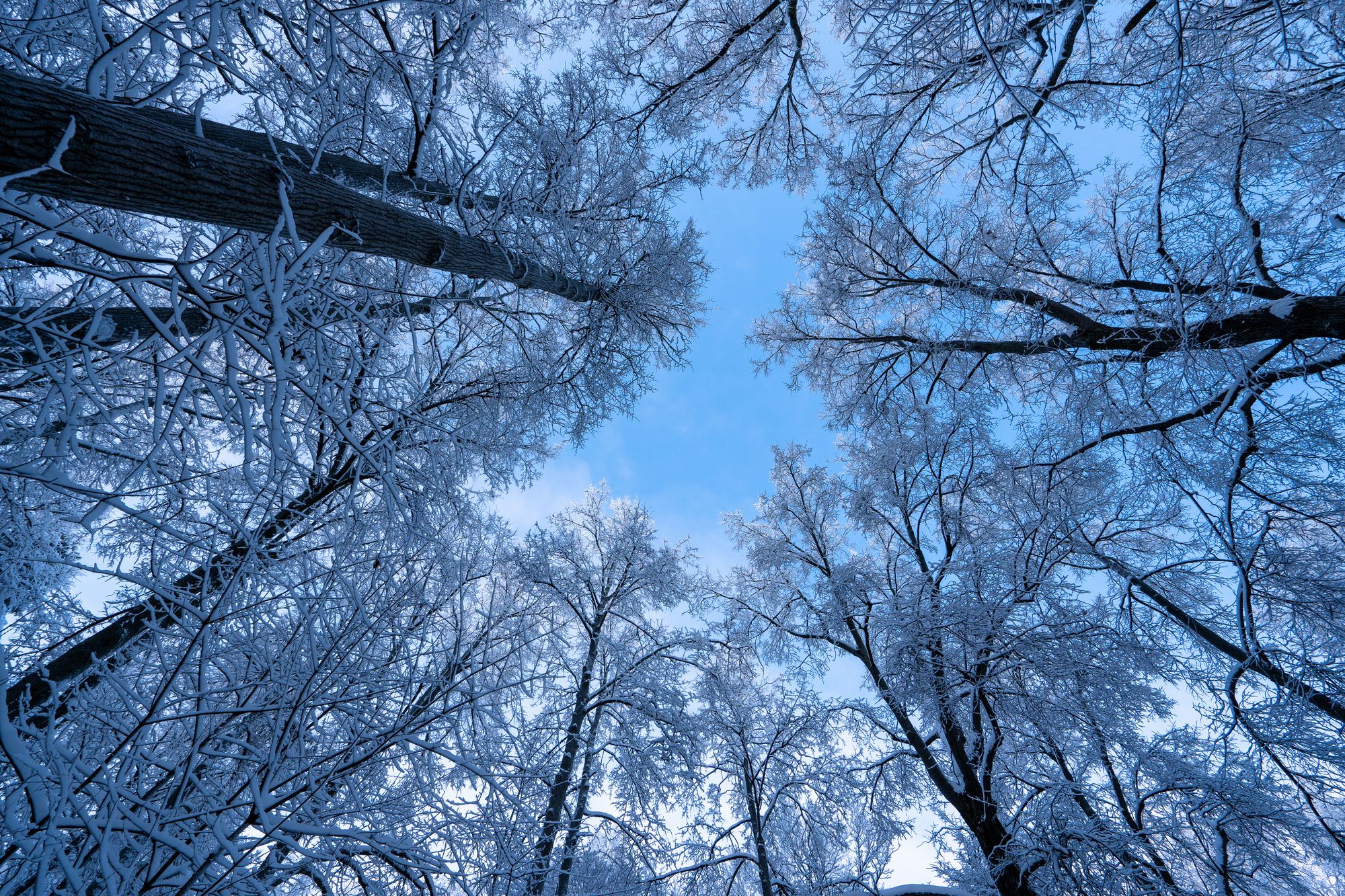 зима, солнце, небо, деревья, Баландин Дмитрий