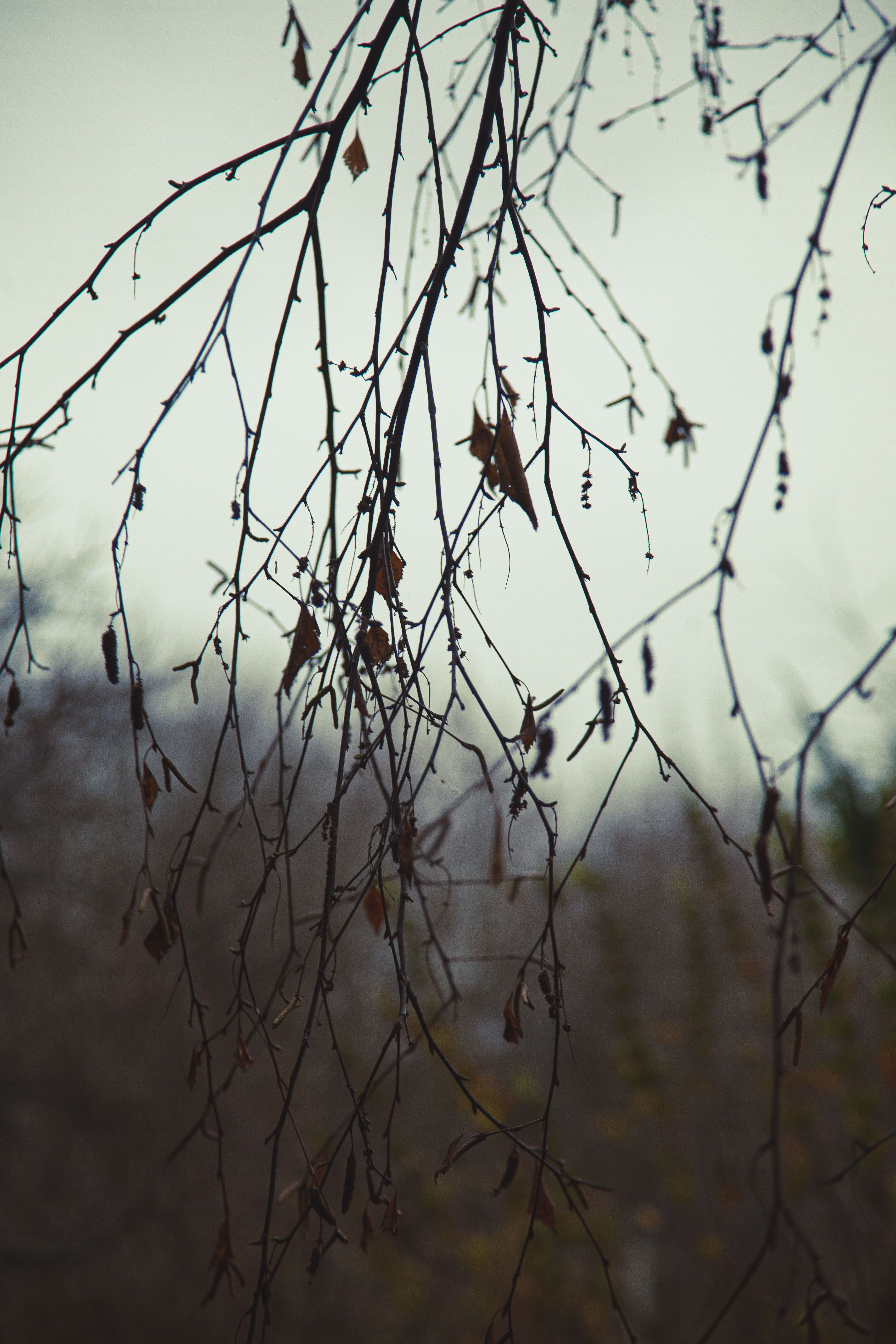 Осень, дерево, сумрак, Эльвира Сагдиева