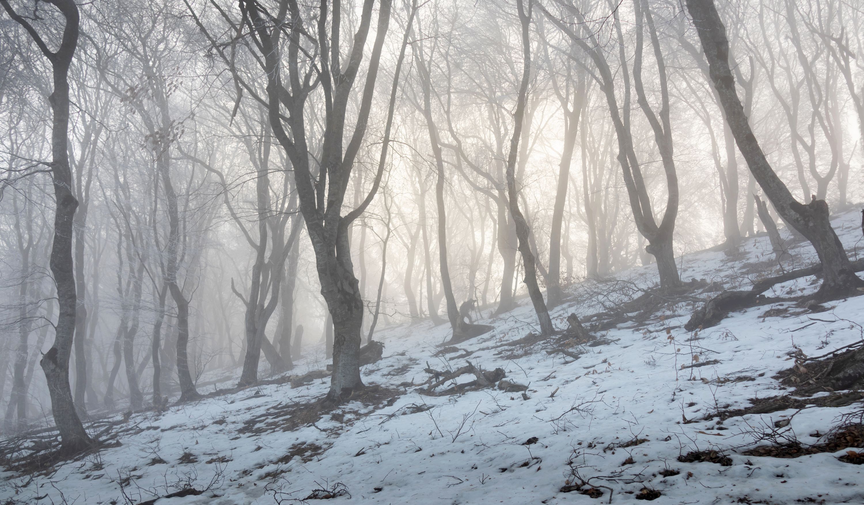 туман, пейзаж, природа, деревья, зима, утро, дагестан, свет, нд, кавказ, северный кавказ нд, Демкина Надежда