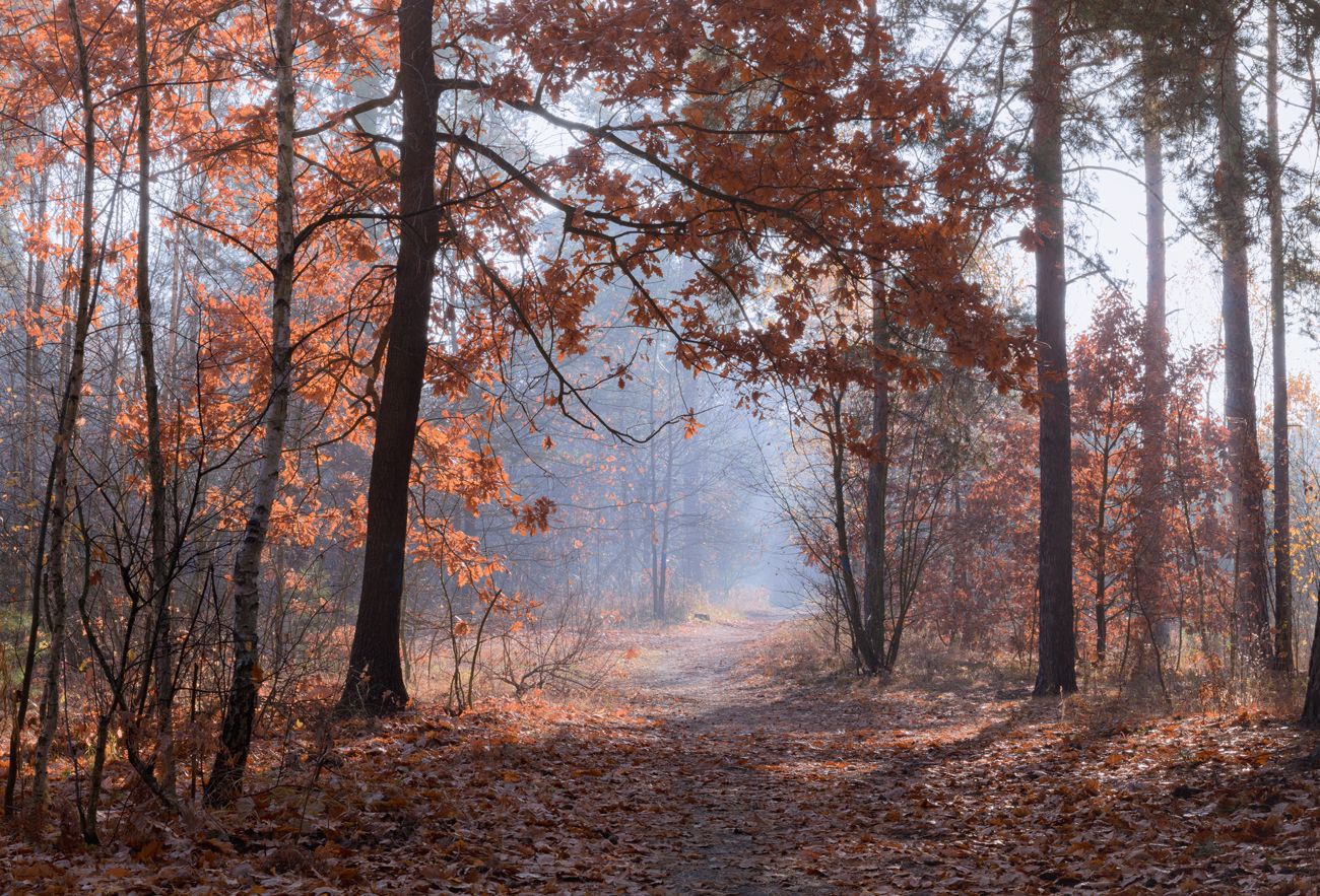 лес осень октябрь утро туман дубы, Галанзовская Оксана