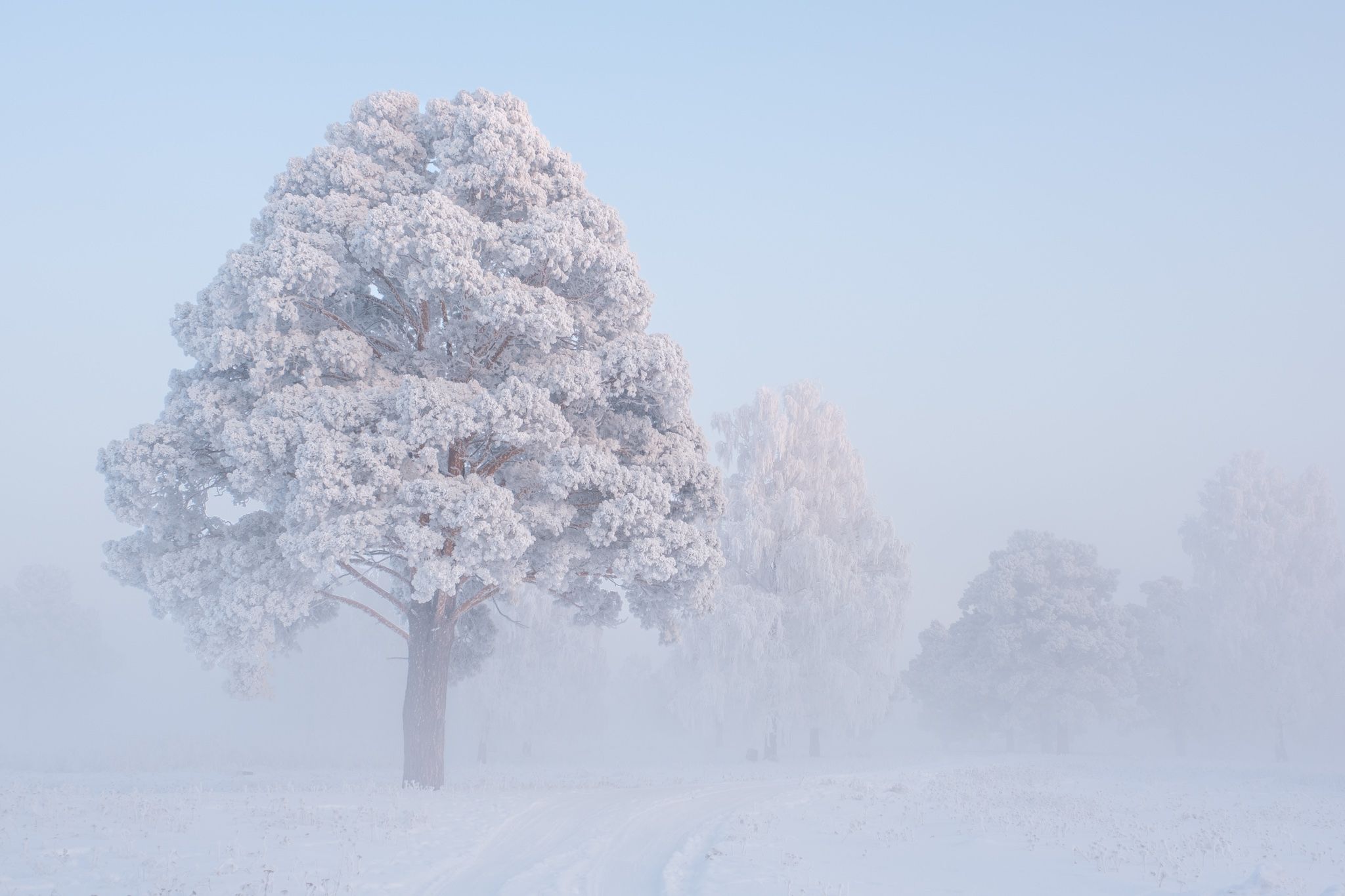 зима, зимний пейзаж, пейзаж ,снег, мороз, туман, winter, fujifilm, Константин Леонтьев
