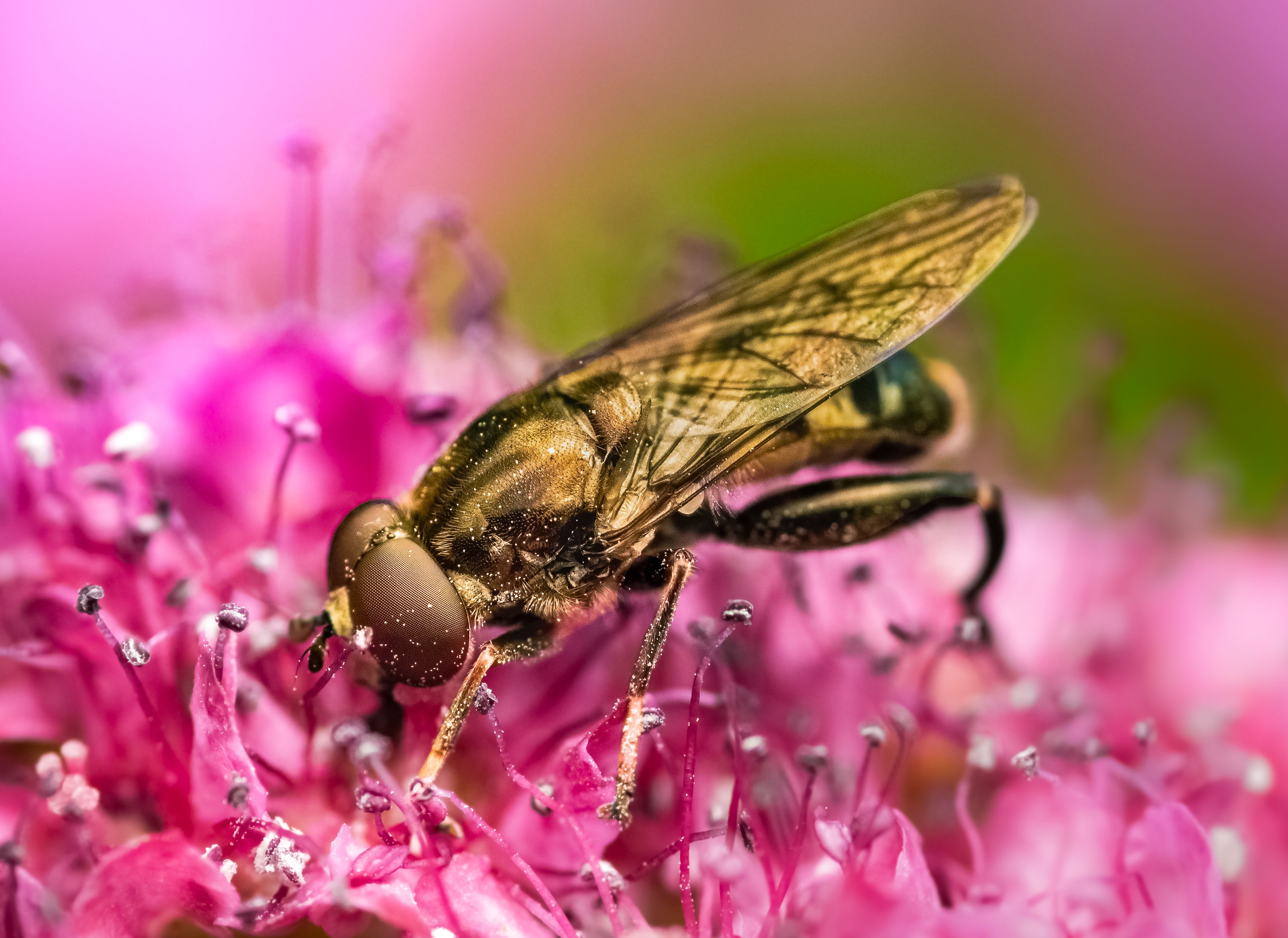 insect, beetle, bug, fly, flower, floral, pink, bugs, leaf, grass, macro, spring, love,, Atul Saluja