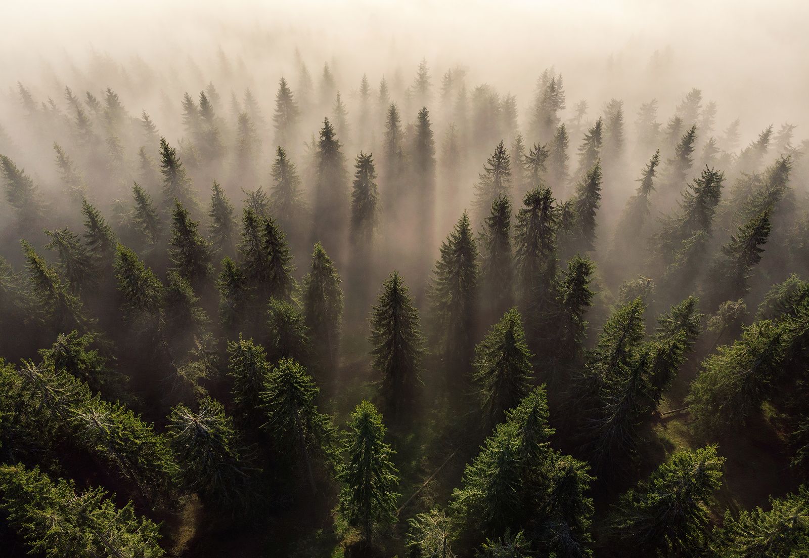 #trees #mountains #fog #misty #romania #morning #sunrise #haze #forest #landscape #travel, Lazar Ioan Ovidiu