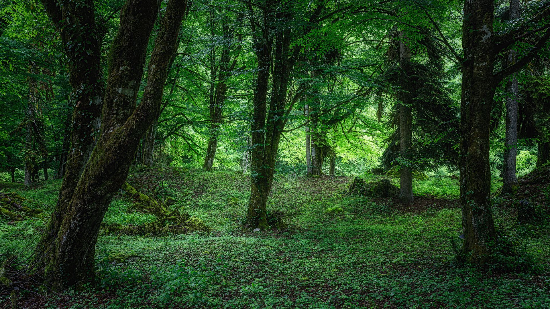 Реликтовый лес