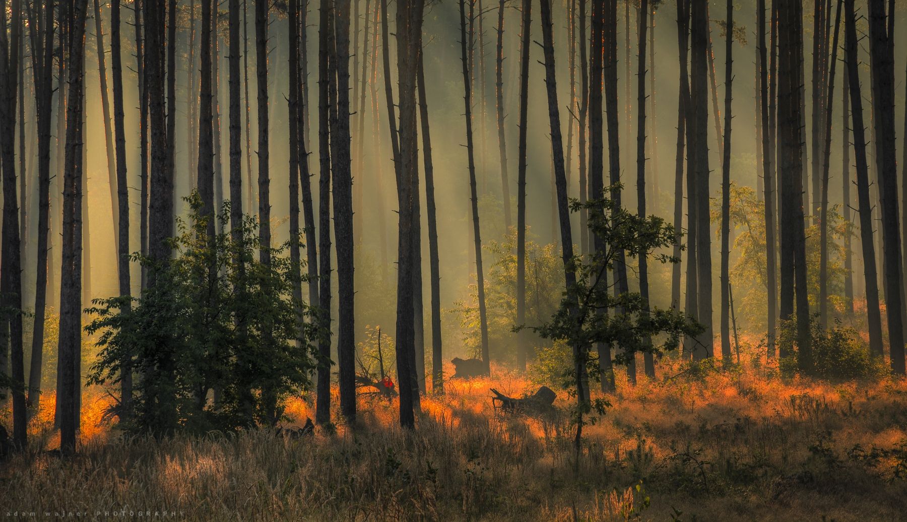 photography, outdoors, forest, nature, tree, autumn, woodland, fog, фотография, лес, природа, дерево, осень, лесной, туман, Adam Wajner