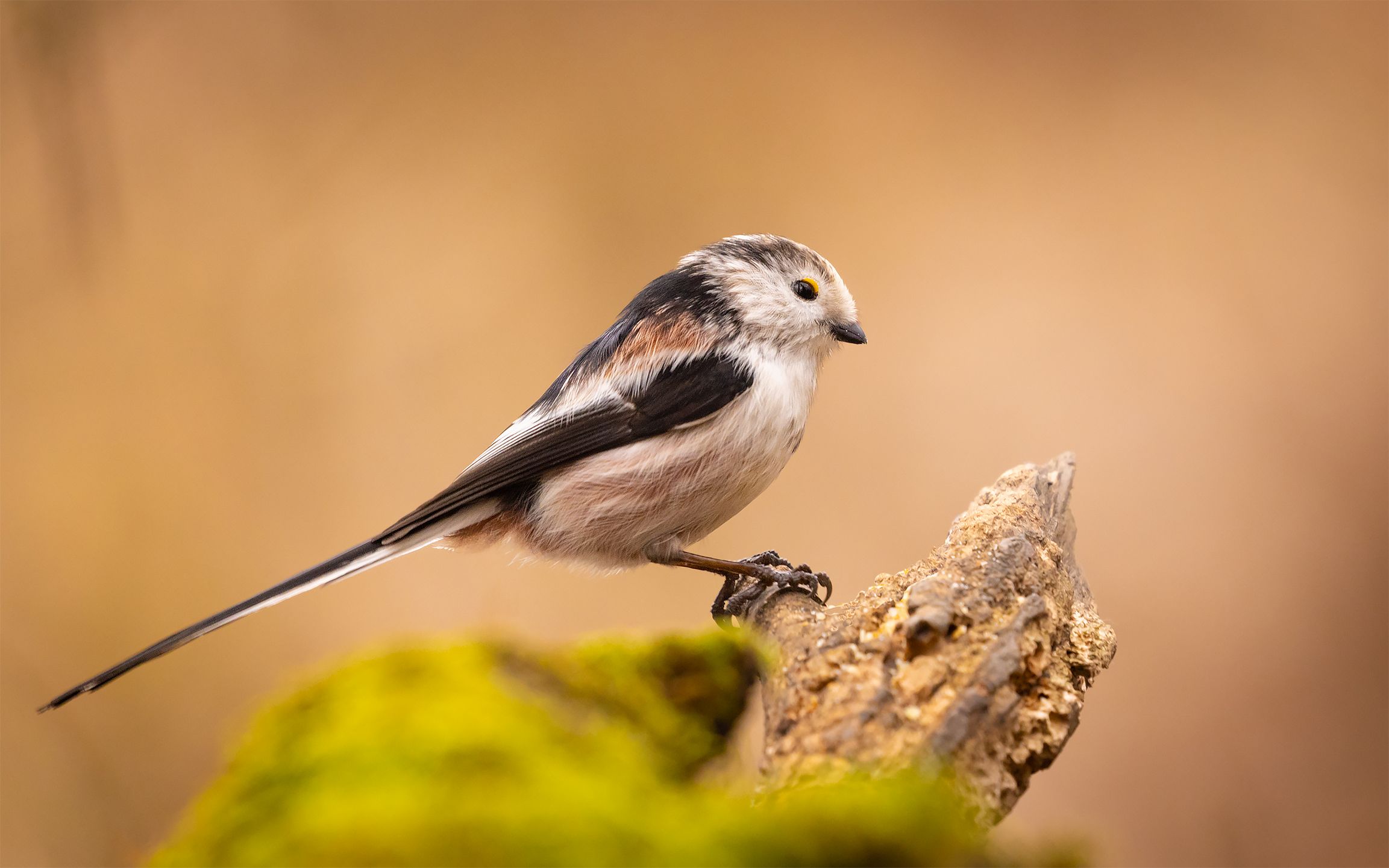 , Robert Adamec