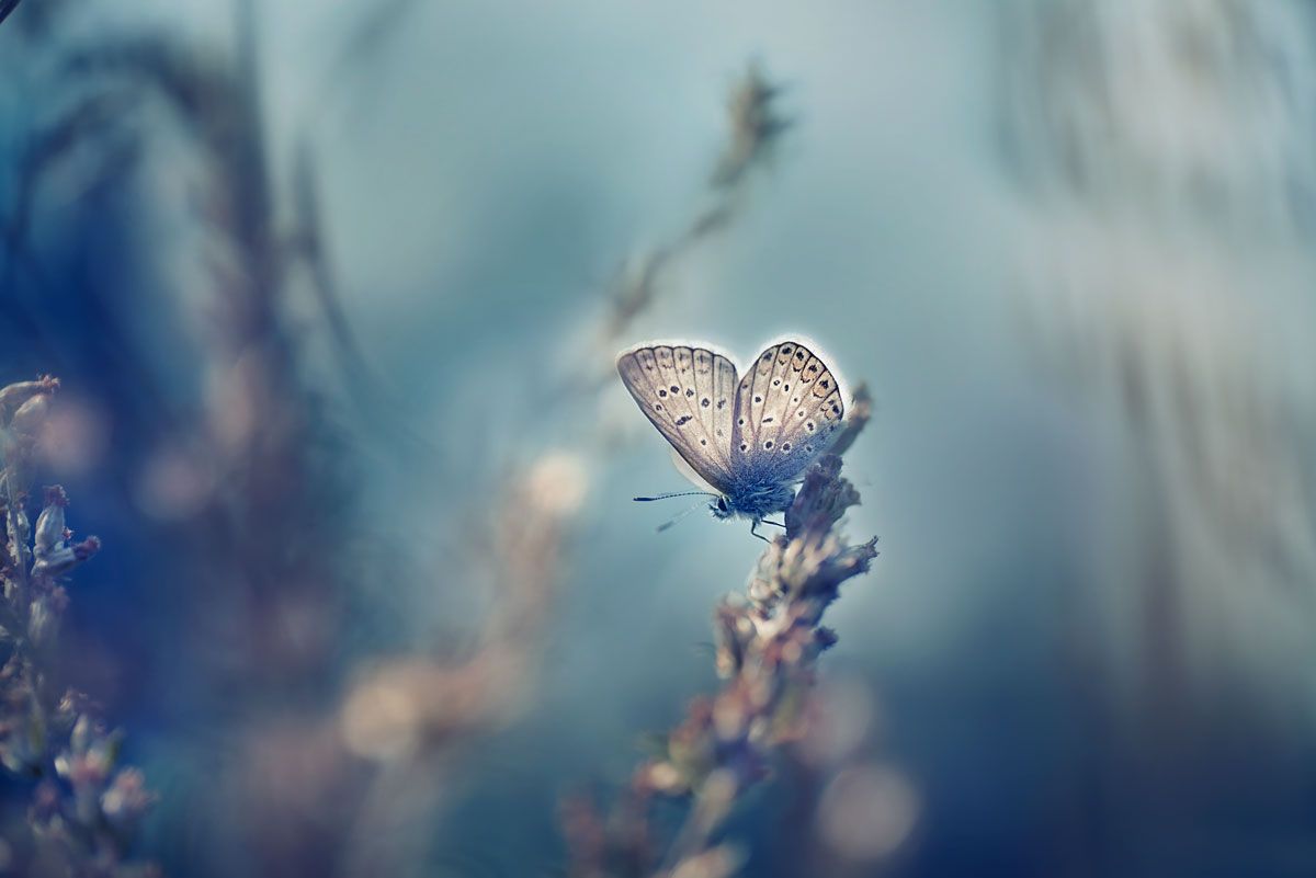 бабочка, макро, синий, пастельные цвета, макромир, макрофотография, Полина Васеева
