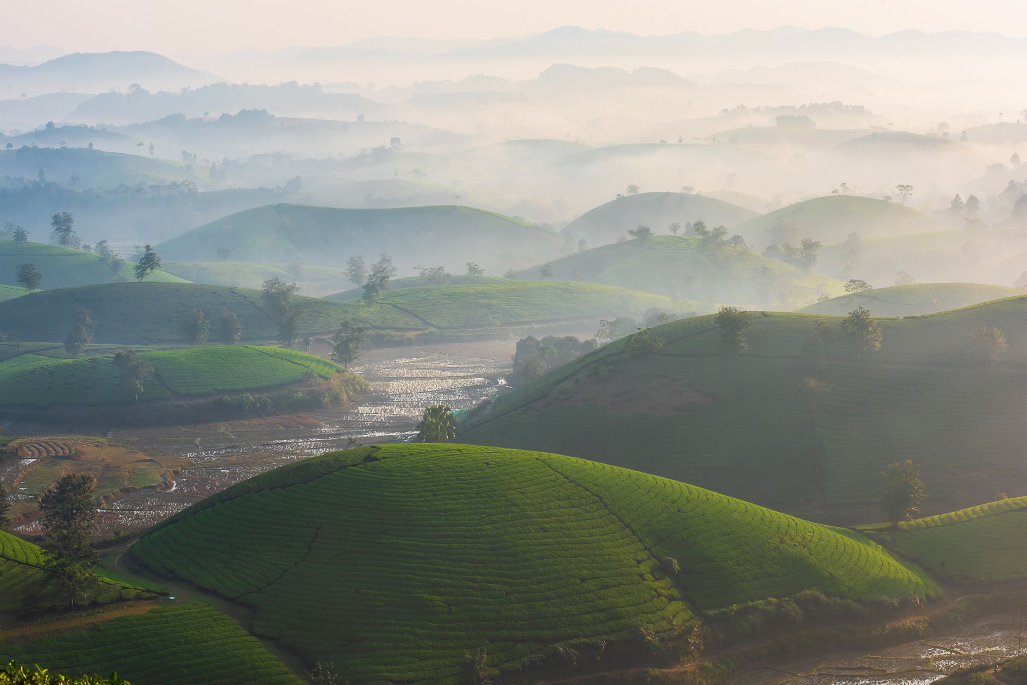 ,  Nguyễn Mạnh Đức