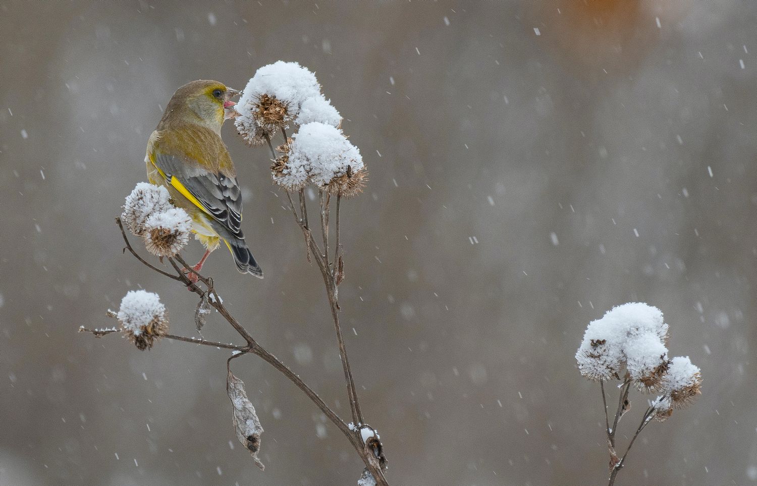 птица зеленушка зима, Руслан Сигушин