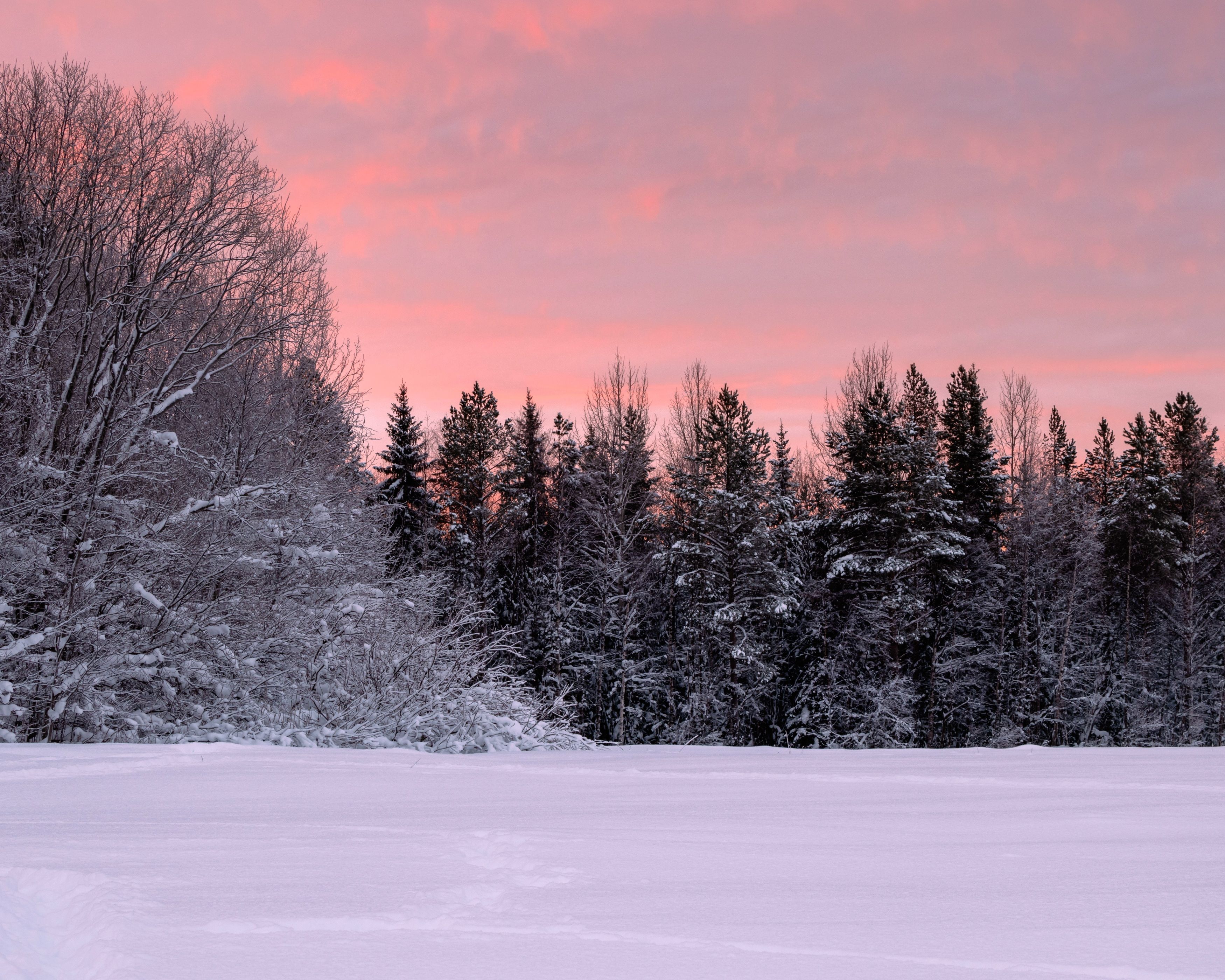 Зимнее утро в лесу. Photographer Titov Aleksandr