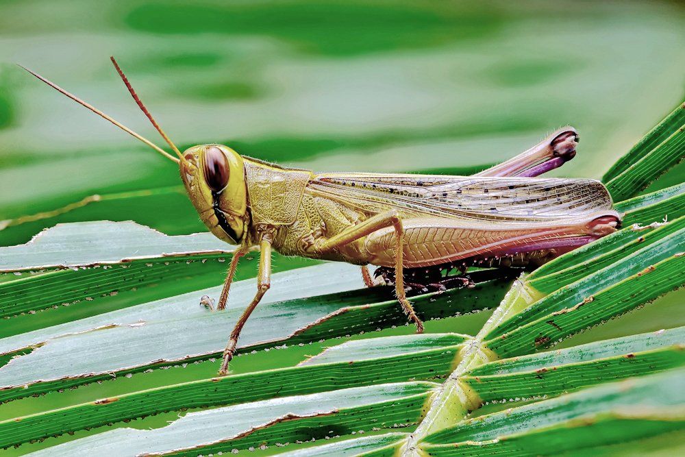 Closeup, Insect, Laos, Macro, Лаос, Макро, Alexey Gnilenkov